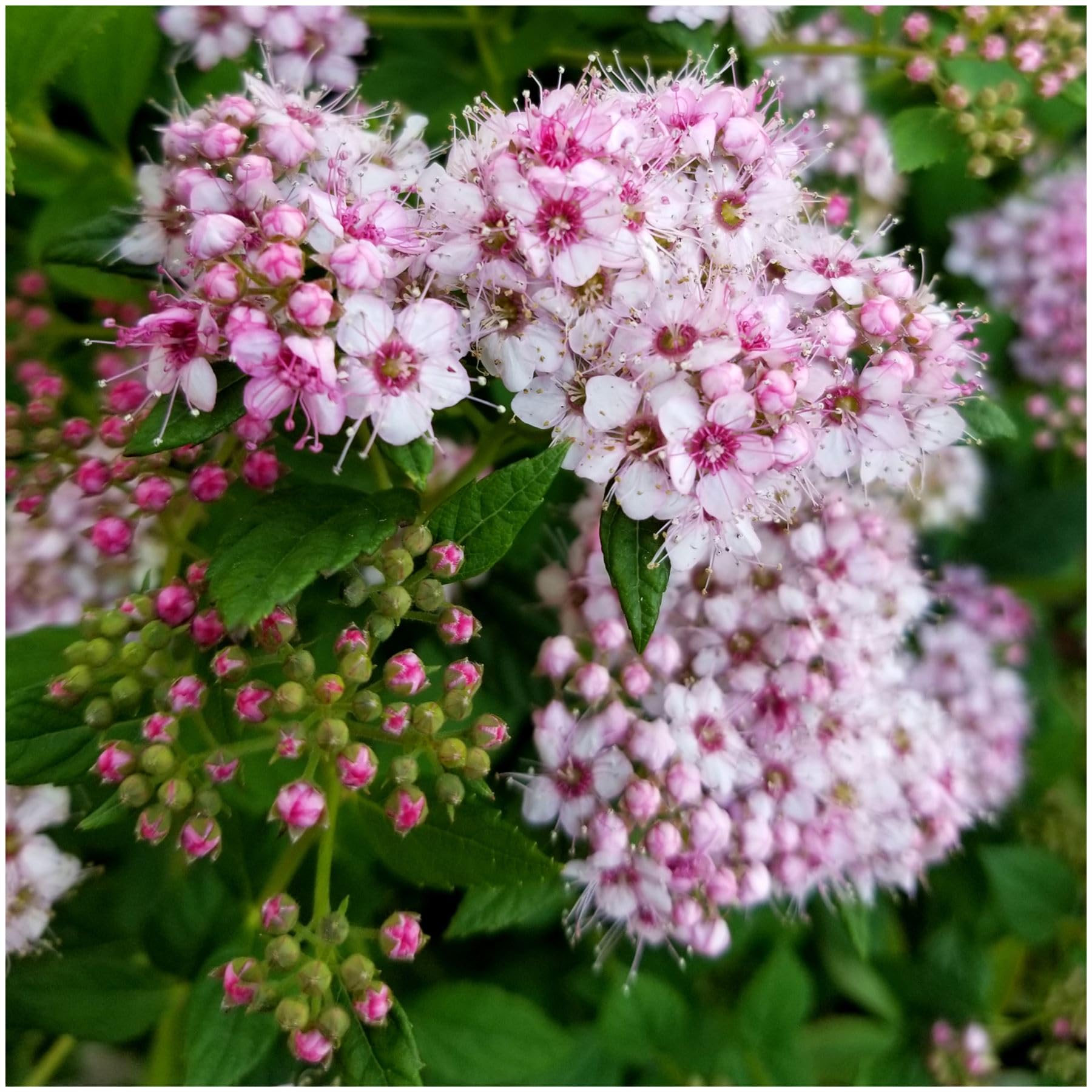 GrowOn Shrubs [2 Litre] Japanese Spiraea Japonica 'Little Princess' | Deciduous Shrub | Outdoor Garden Ready Plant | Summer Flowering | Pink Flowers