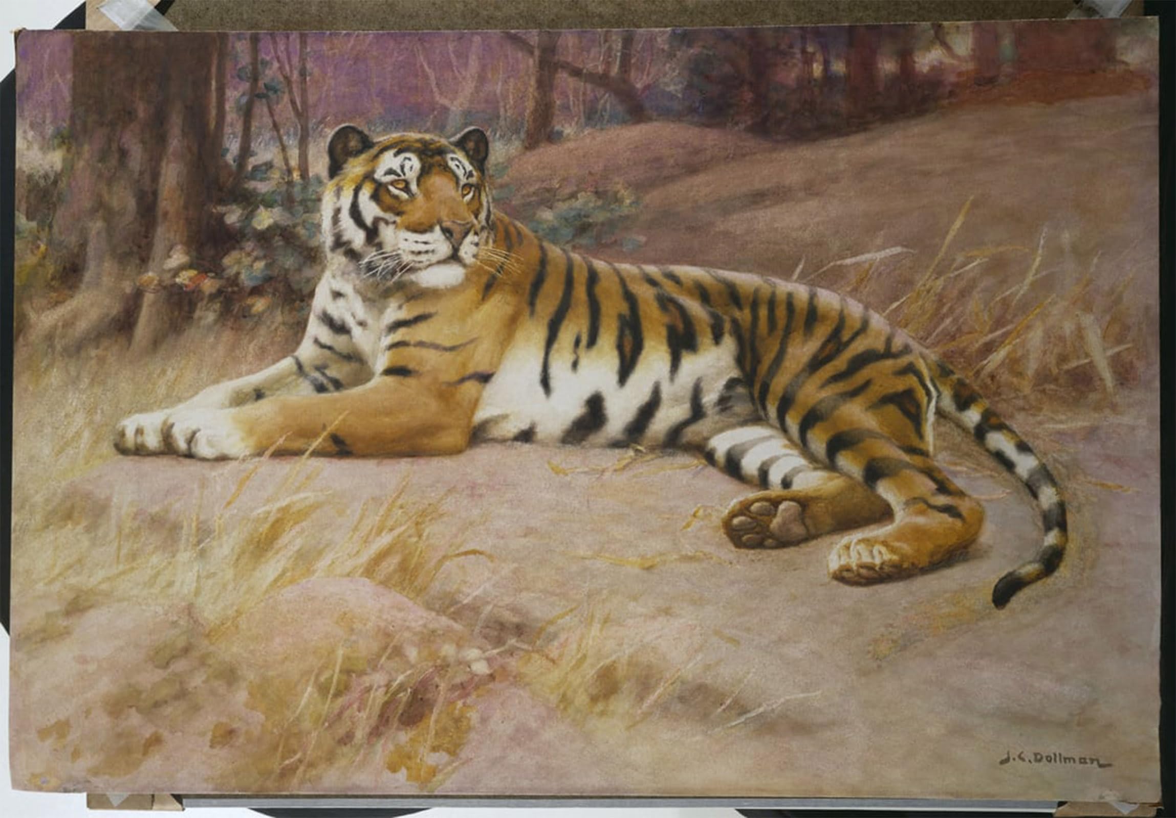 ARTXLXXBN Famous Prints Artwork Pictures Poster Painting Art the Tiger by Charles Dollman Artwork Landscape Pictures for Home Decor 60x90cm