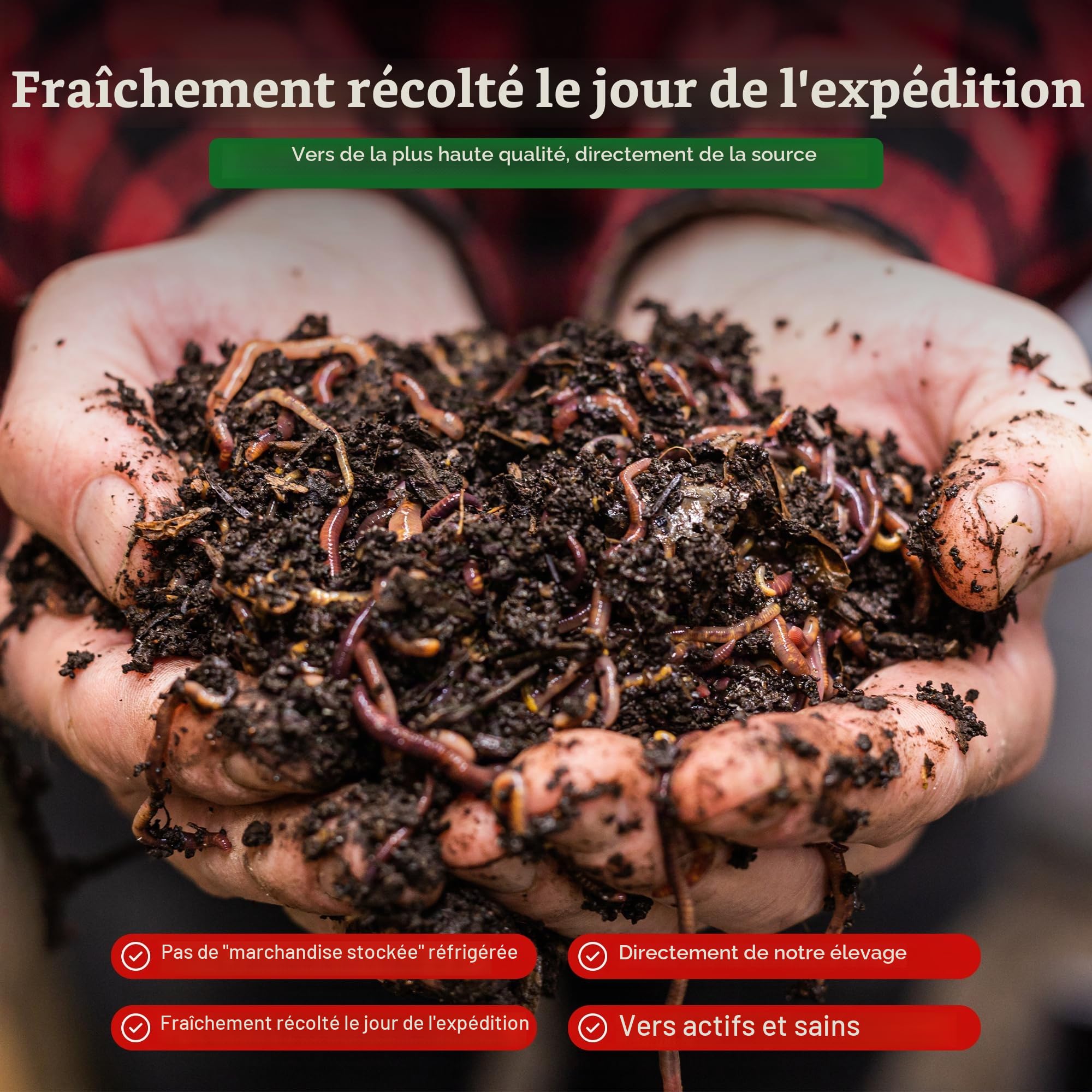 0,5 kg compost worms (min. 500 pieces) garden earth