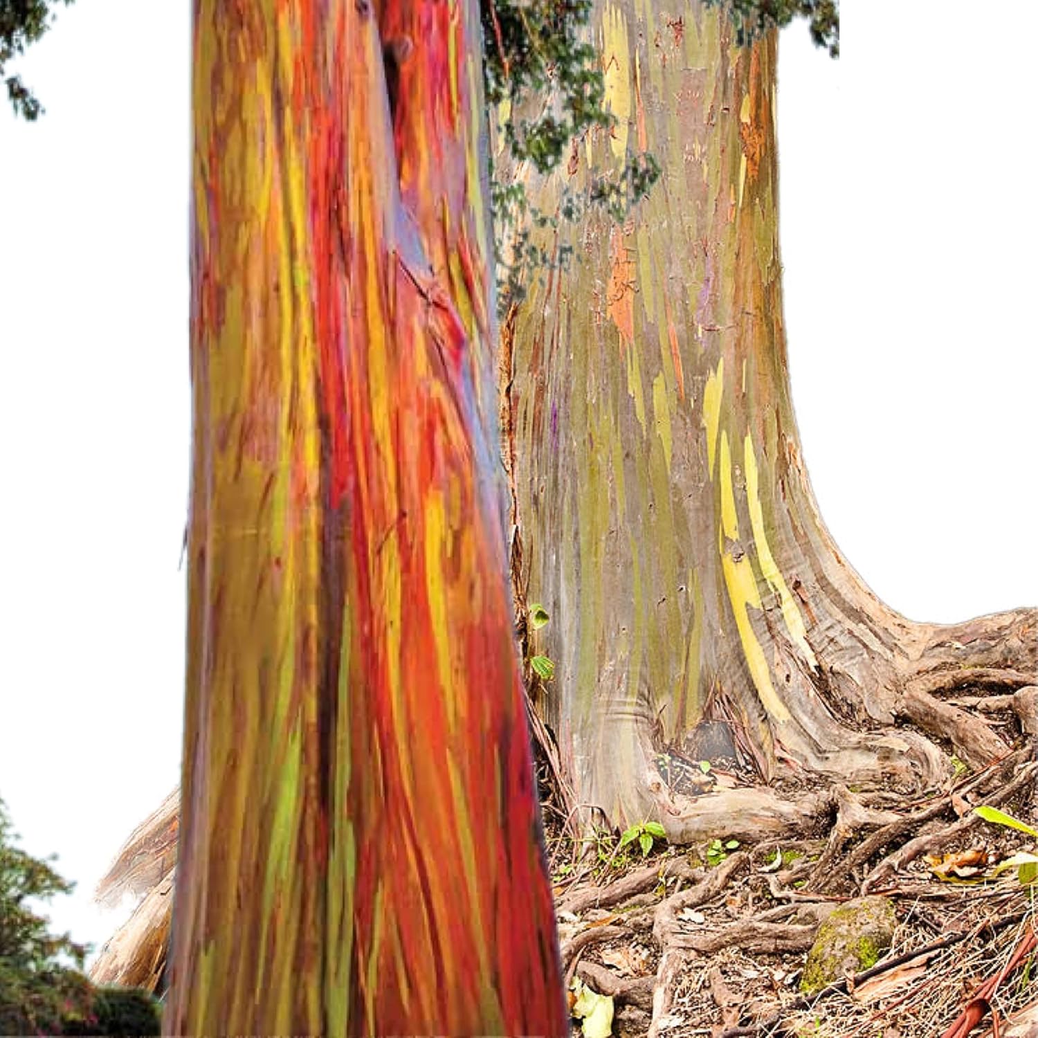 Eucalyptus Seeds NonGMO, Eucalyptus Varieties, 300 Seeds