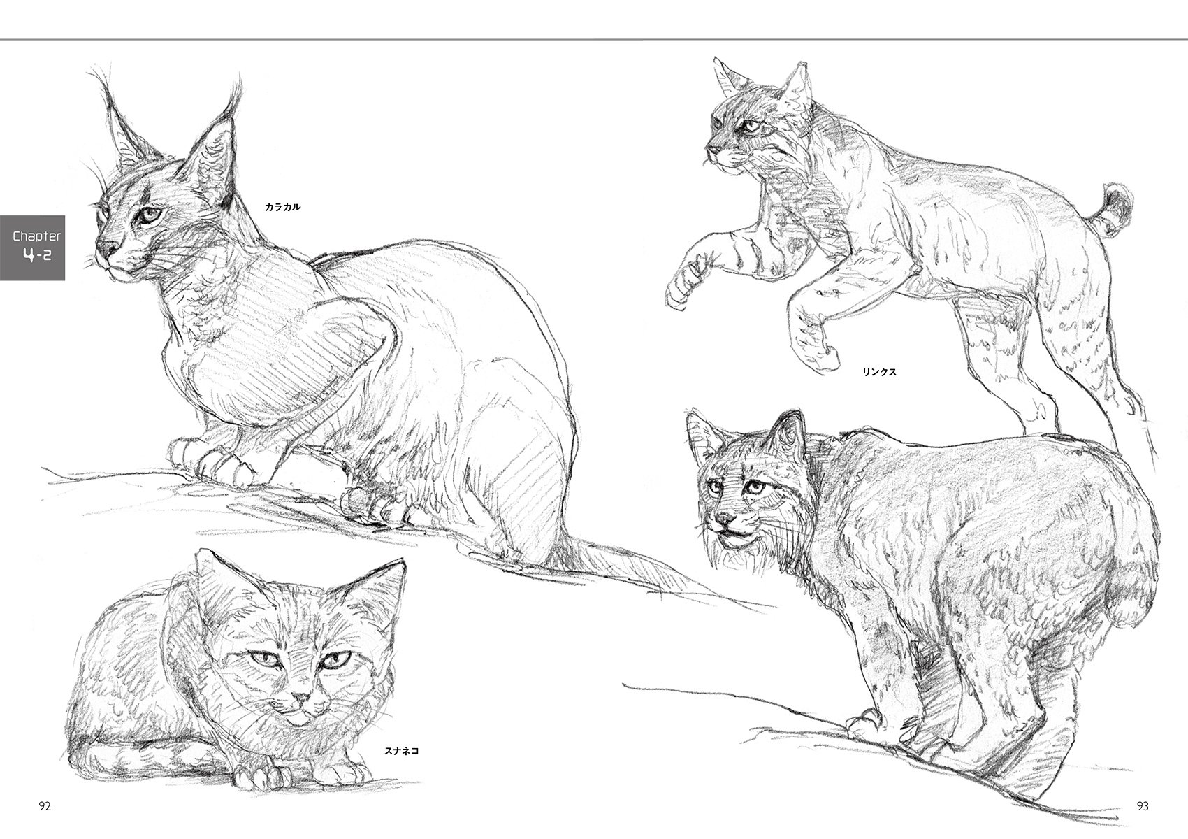 骨格とプロポーションからとらえる 動物デッサン ペットから珍獣まで世界の多様な動物を網羅 岡本 泰子 本 通販 Amazon 骨格とプロポーションからとらえる 動物デッサン ペットから珍獣まで世界の多様な動物を網羅 岡本 泰子 本 通販 Amazon