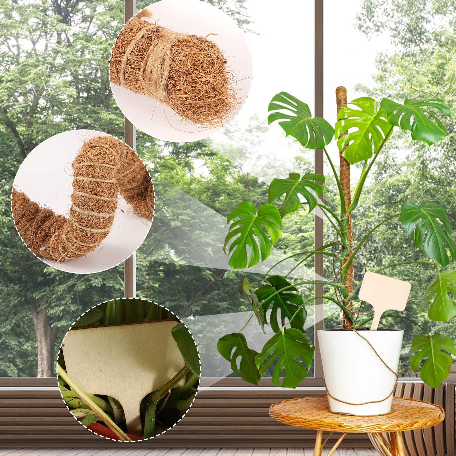 monstera thaiconstellation Monstera Deliciosa Thai Constellation Platinum (wk41-B)