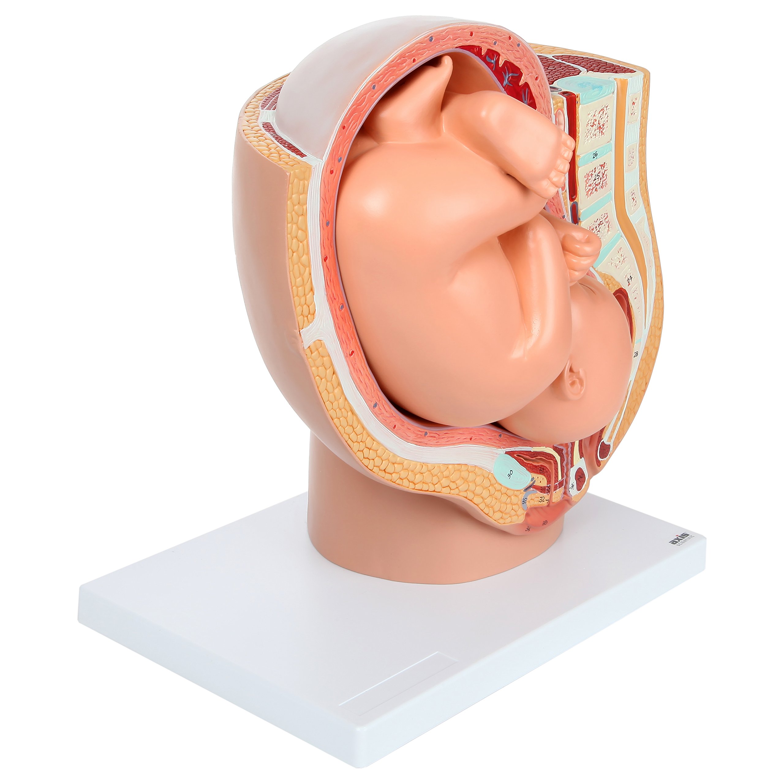 Axis Scientific Pregnancy Pelvis Model With Removable Full-Term Fetus - 40+ Anatomical Landmarks