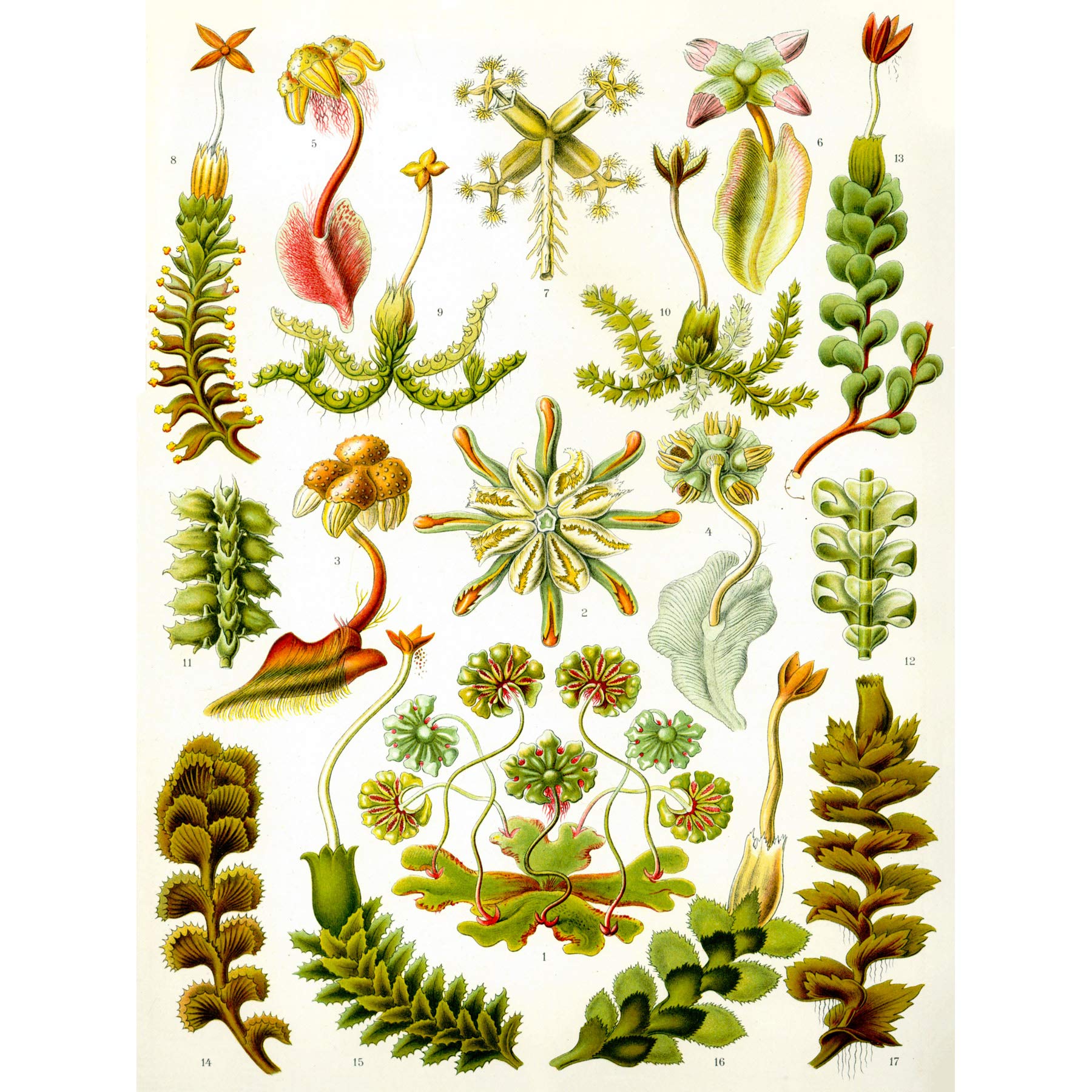 Wee Blue Coo 82nd Plate Ernst Haeckel Kunstformen Der Natur Hepaticae Canvas Print