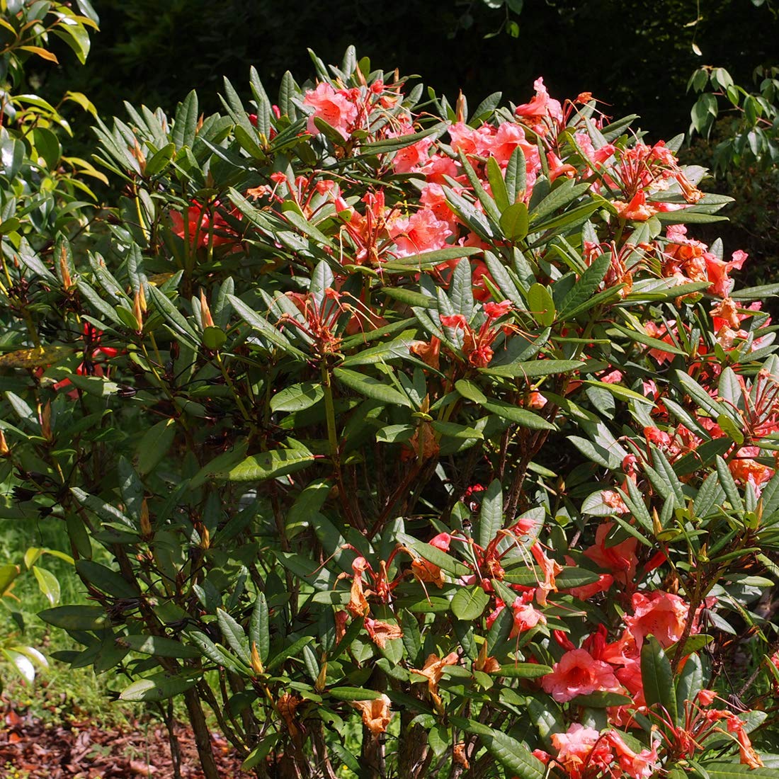 Rhododendron 'Tortoiseshell Orange' - Kompakter Wuchs mit Orangen Blten -  40-50 cm Topf - Immergrne Pflanze : Amazon.de: Garten