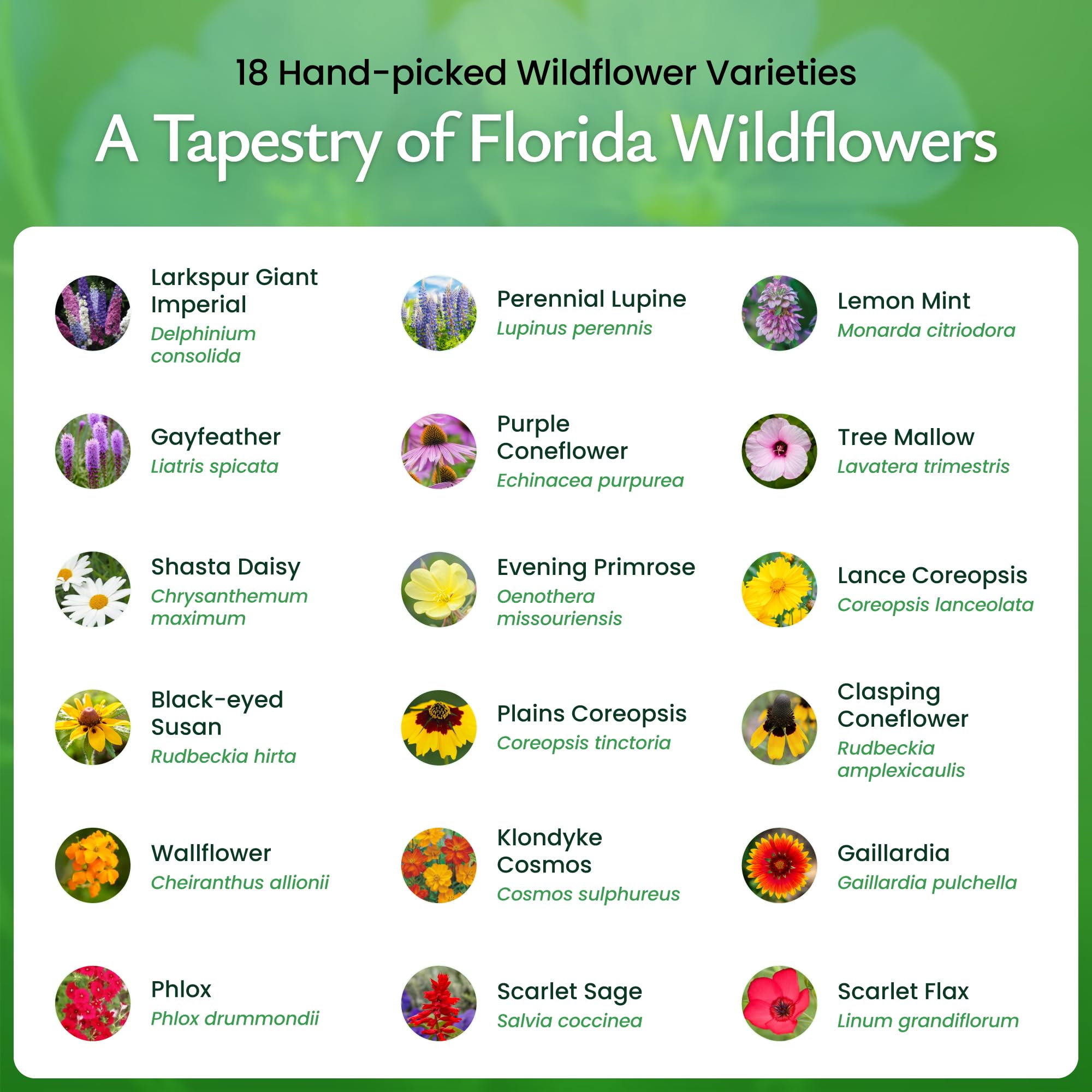 Amazon.com : Created By Nature Florida Wildflower Seed Mix, 18 Flower  Varieties, 35,000 Seeds : Patio, Lawn & Garden