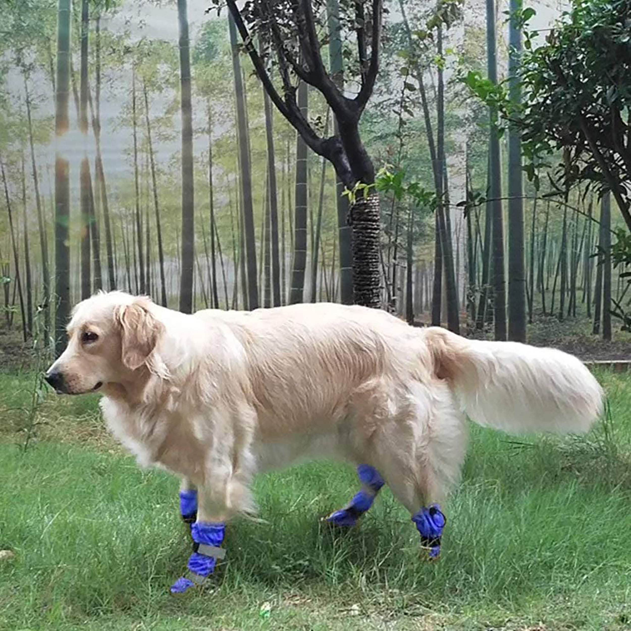 Hipaw Stivali per cani all'aperto Scarpe per cani invernali antiscivolo per pioggia di neve
