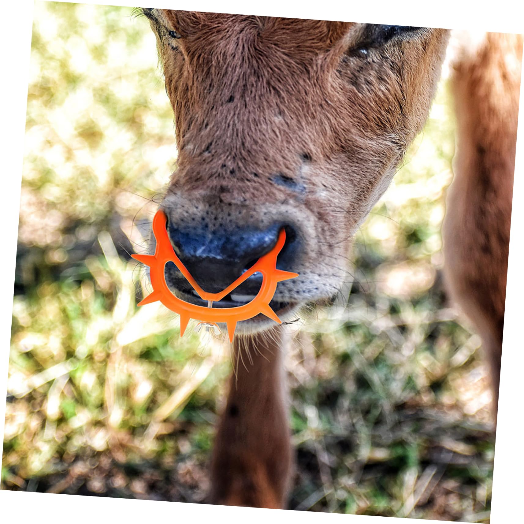 UPKOCH 5 Set Anello Per Svezzamento Clip Per Nasello Calf Weaner Strumento Per Prevenire Succhiamento Attrezzatura Per Allevatori Bestiame 8 Pezzi * 5