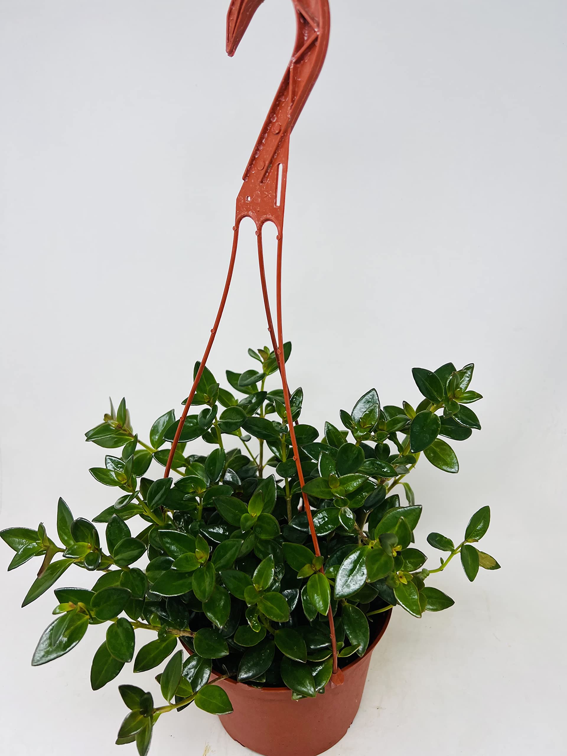 plant hanging stands The PlanterPole™ Plant Stand and Hanger main image 0