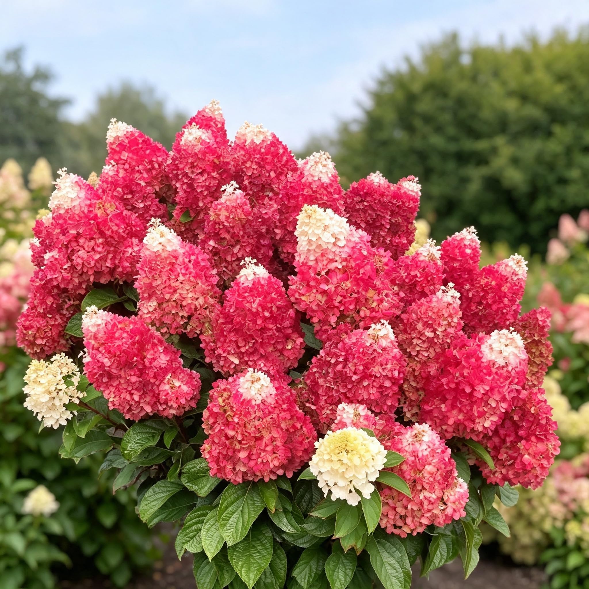 Hydrangea Seeds-Strong Plants-Rapid Flowering-Perennial Delights for Spectacular Garden Displays-Cut Flowers-600pcs-f