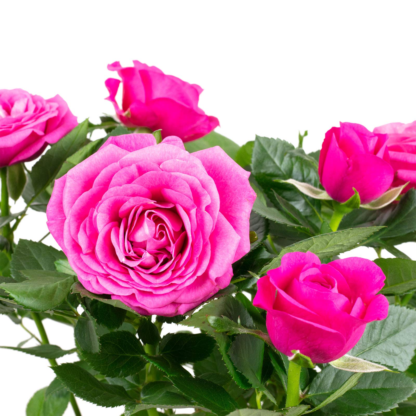 Rose pink - echte Zimmerpflanze, Rosa - Hhe ca. 30 cm, Topf- 10 cm :  Amazon.de: Garten