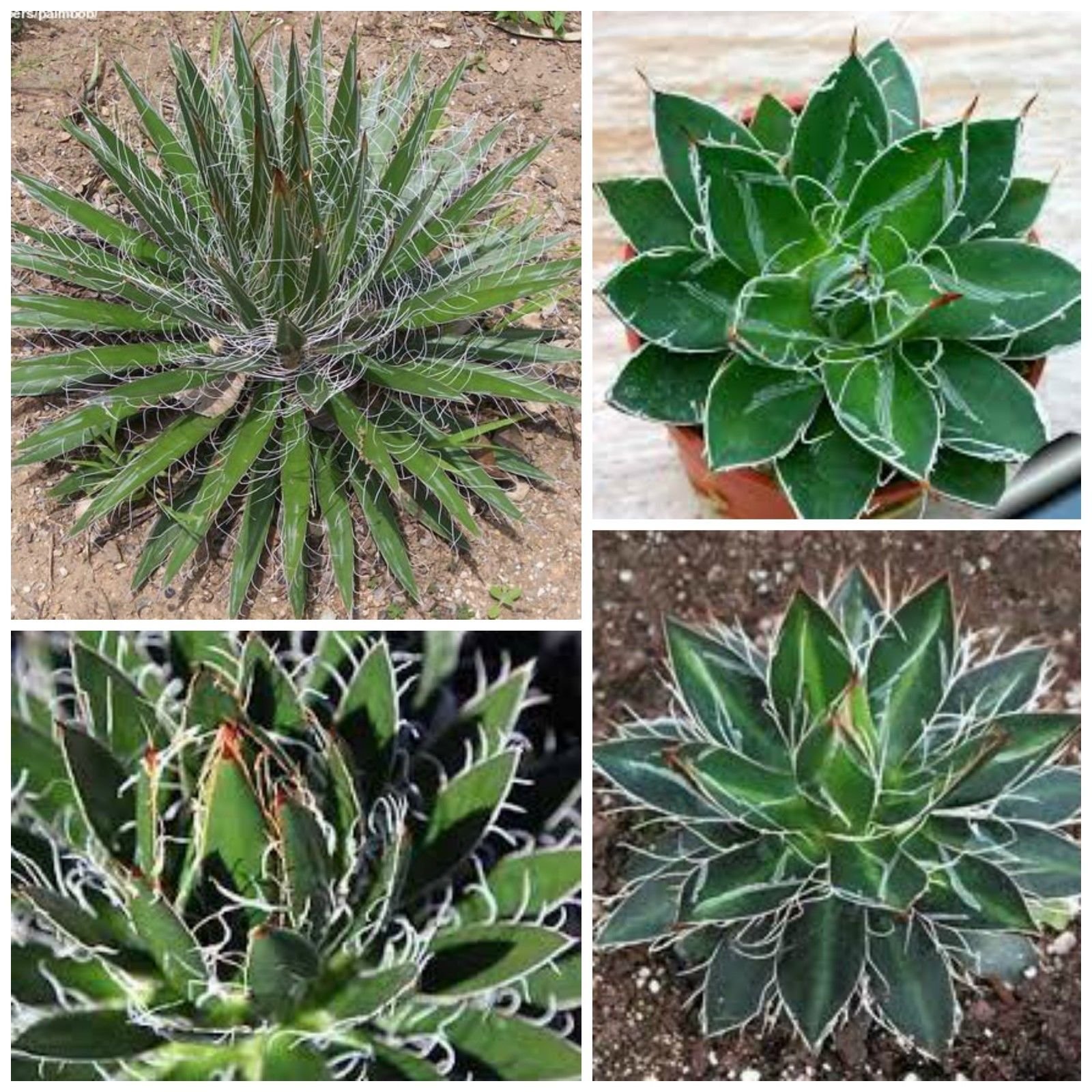 Amazon｜【種子】Agave filifera ssp. Schidigera ◇アガベ・シジゲラ