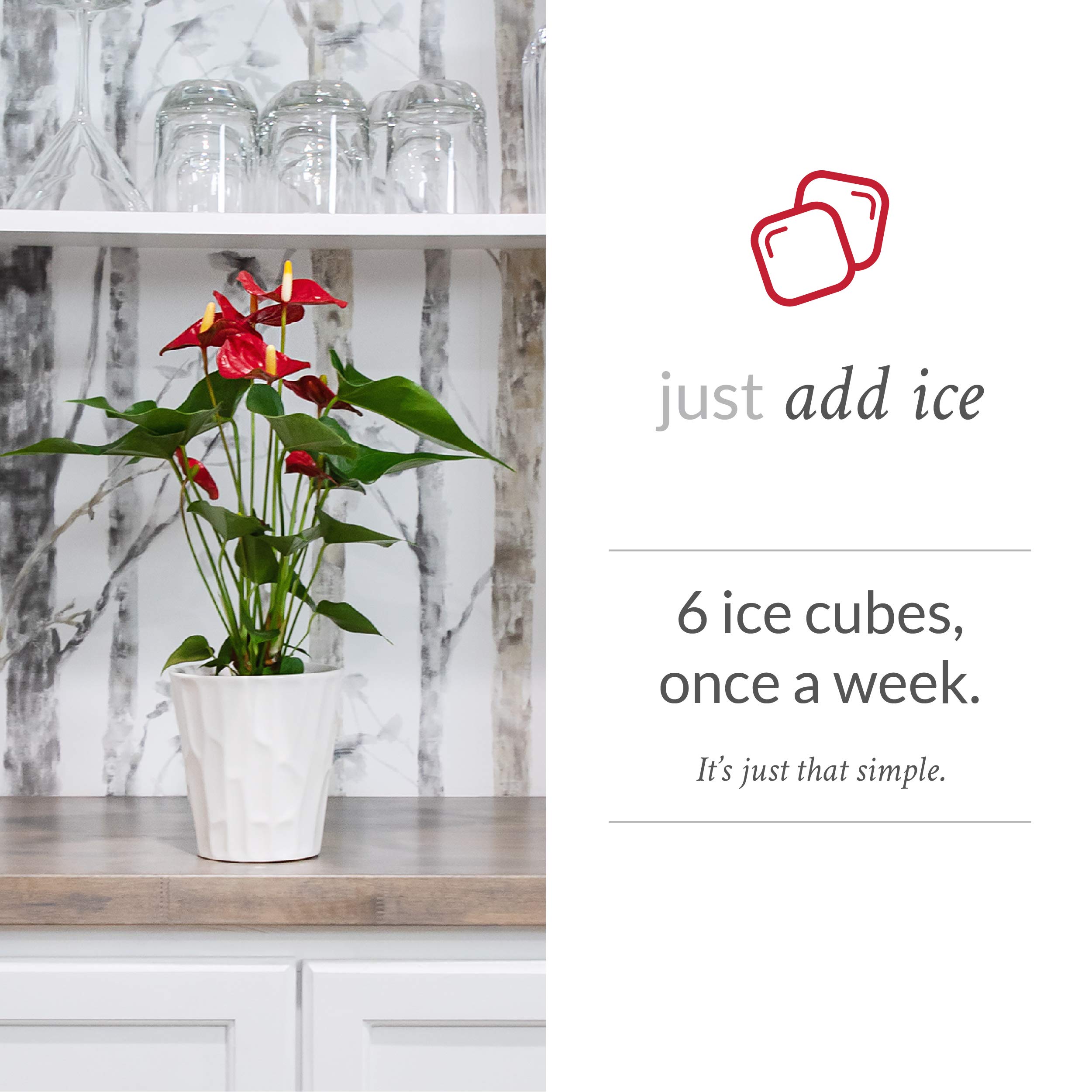 Amazon.com: Just Add Ice Anthurium Plant - Easy Care Live Plants,5  Diameter, Red : Everything Else