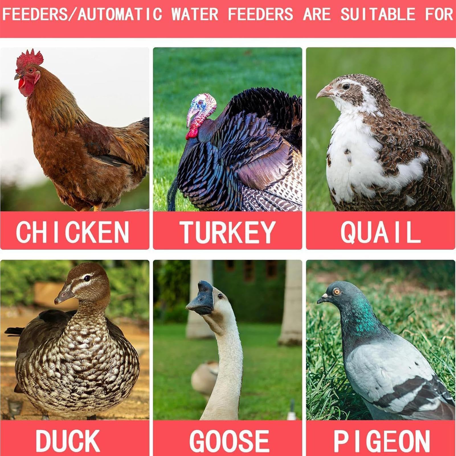 Mangiatoia per pollame, grande secchio automatico con coperchio, dispenser di cibo per pollo, per anatre, bantam, fagiani, tacchini, coop, fattoria, vacanze, esterno, maiale, pecore, piccoli animali
