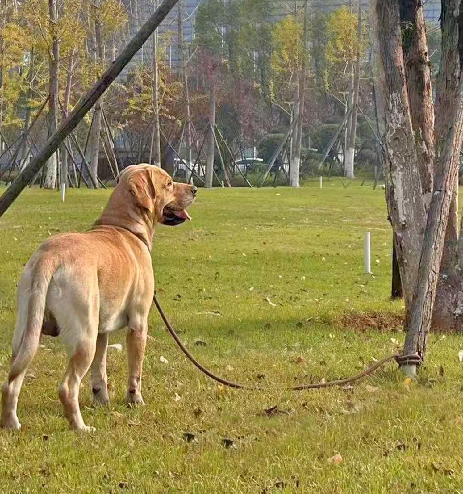 SEPXUFORE Tie Out Rope Dog Leash - Image 4