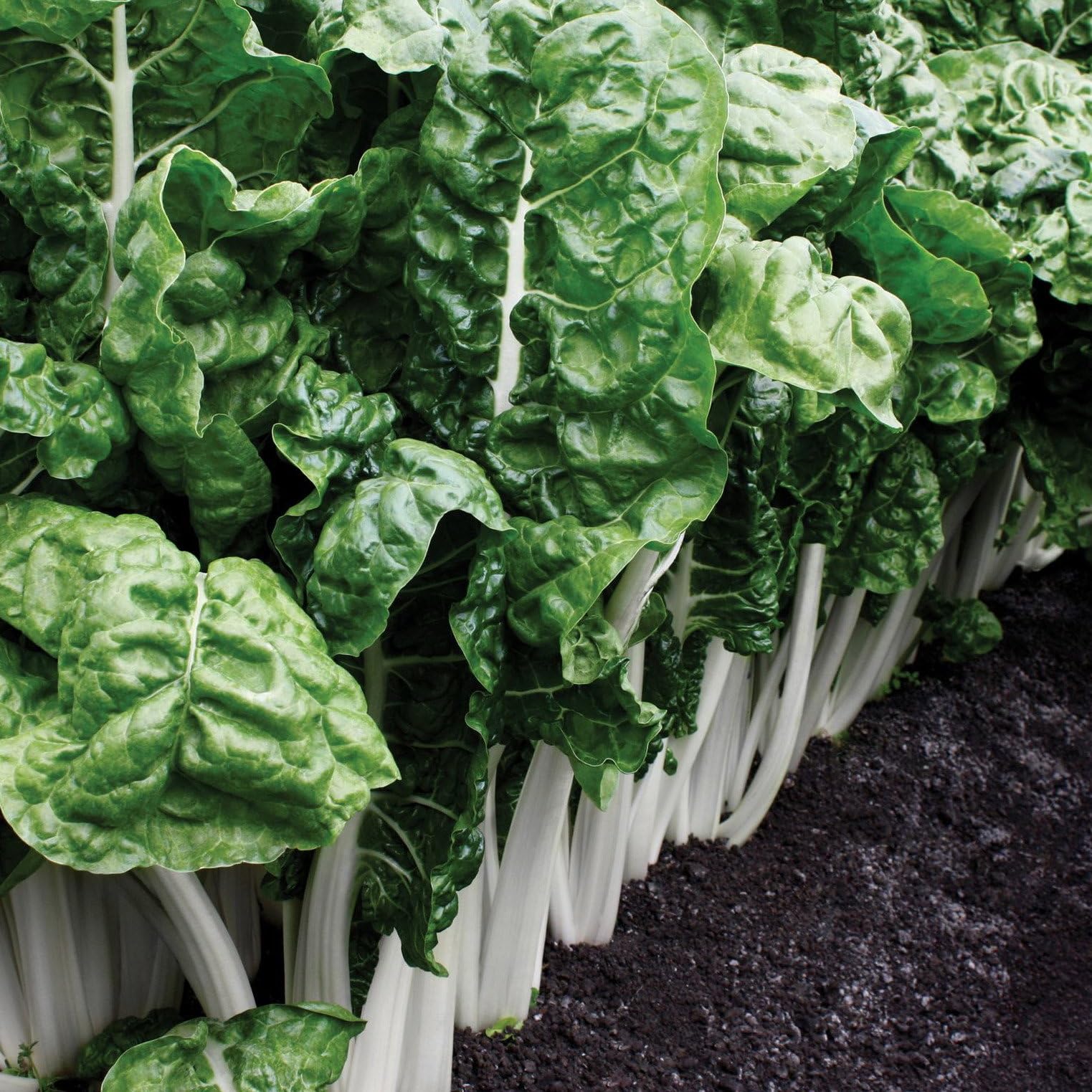 Plant World Seeds - Swiss Chard Fordhook Giant Seeds (Leafy Green Seeds)