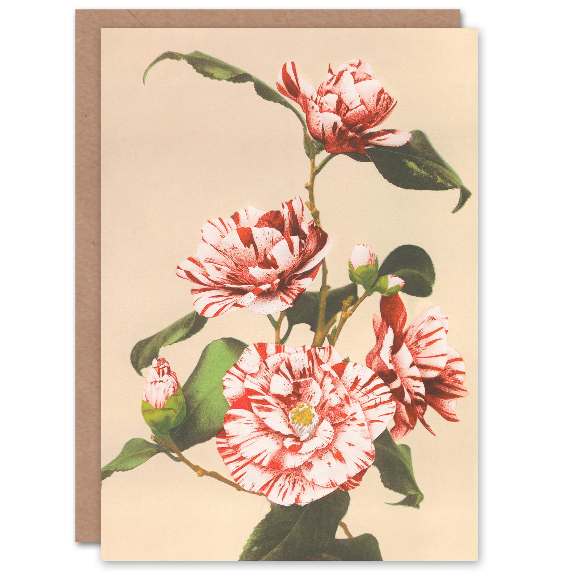 Artery8 Greeting Card - Striped Camellias - Pink