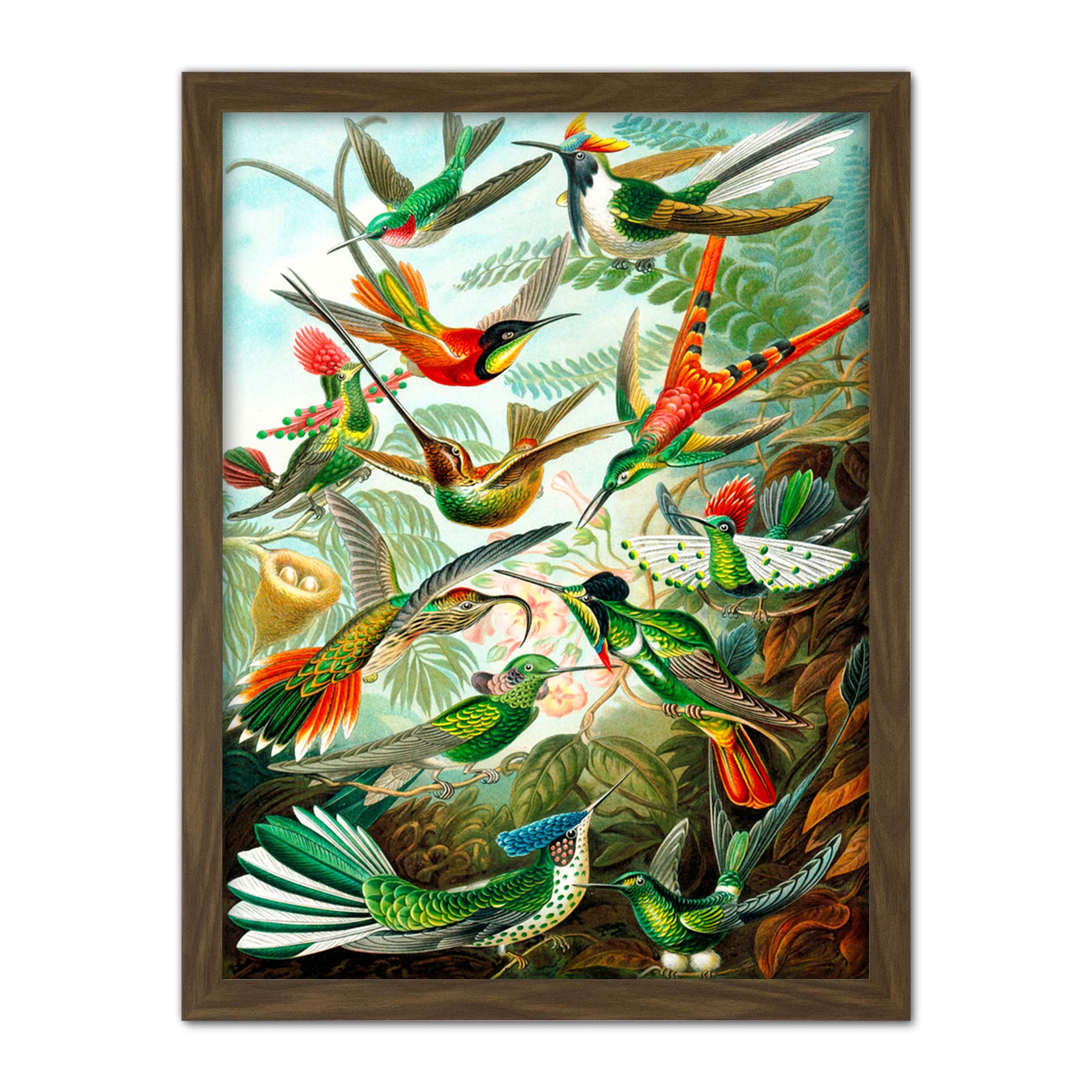 Wee Blue Coo Haeckel Plate 99 Hummingbirds Artwork Framed Wall Art Print 18X24 Inch