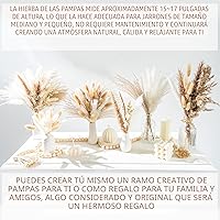 Vista 5 de 70 UNIDADES Hierba de Pampa Seca Natural Estilo Boho para Decoración del Hogar Ramo de Phragmites Flores Secas para Arreglos Florales de Boda