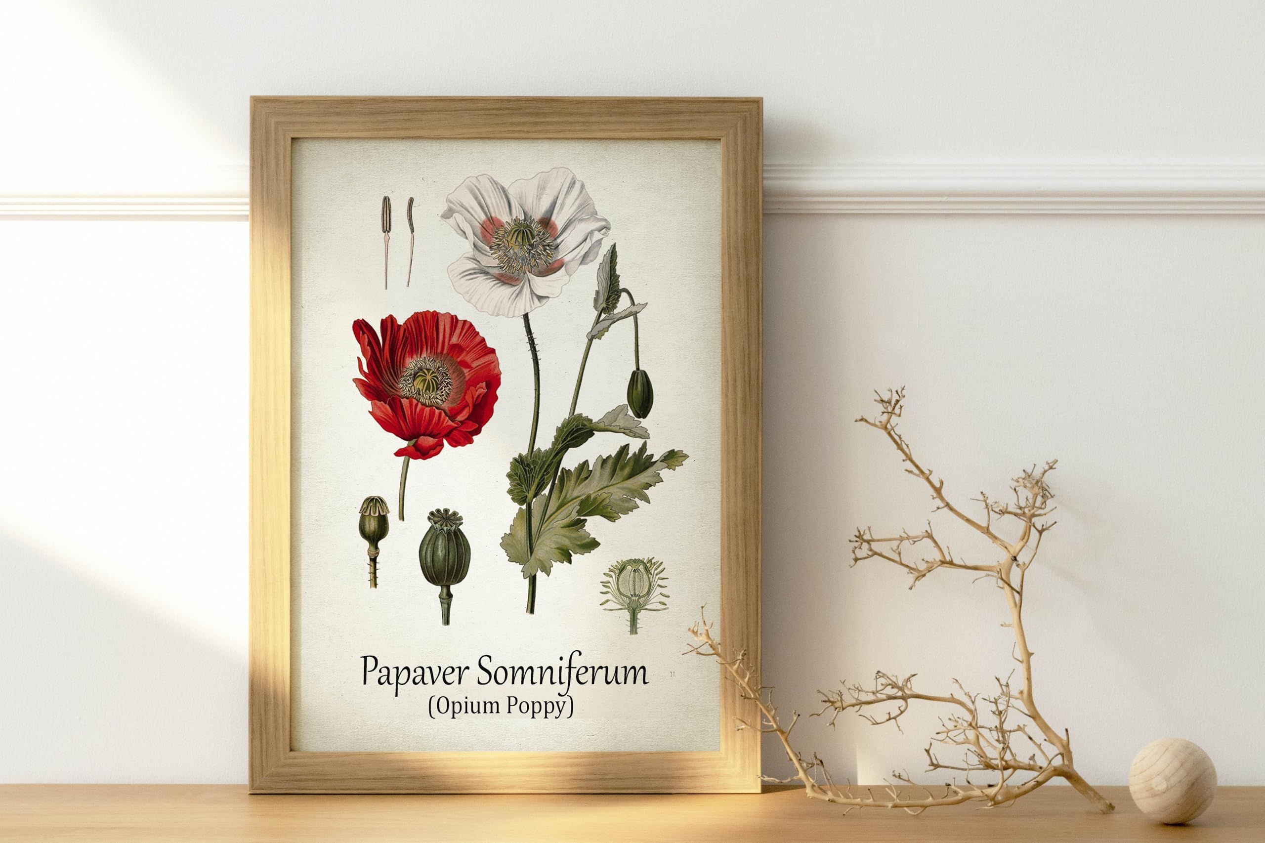 Amazon.com: Vintage Antique Opium Poppy Red Poppy Papaver