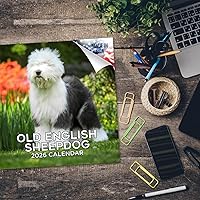 Vista 594 de Razas de Perros 2017