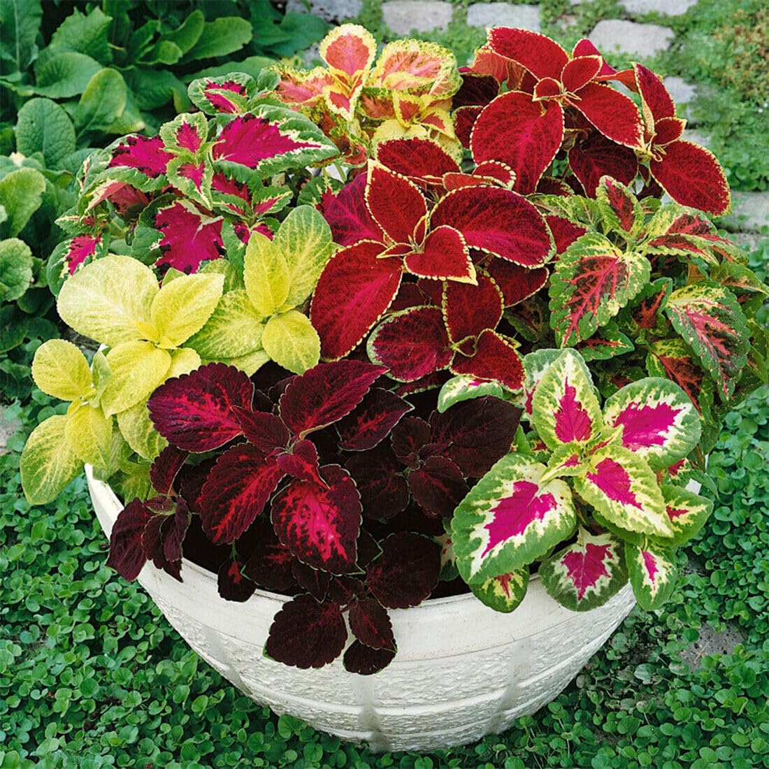 Buy4seeds 600 Seeds Coleus Rainbow Mix Stunning Foliage Useful for Garden and Outdoor