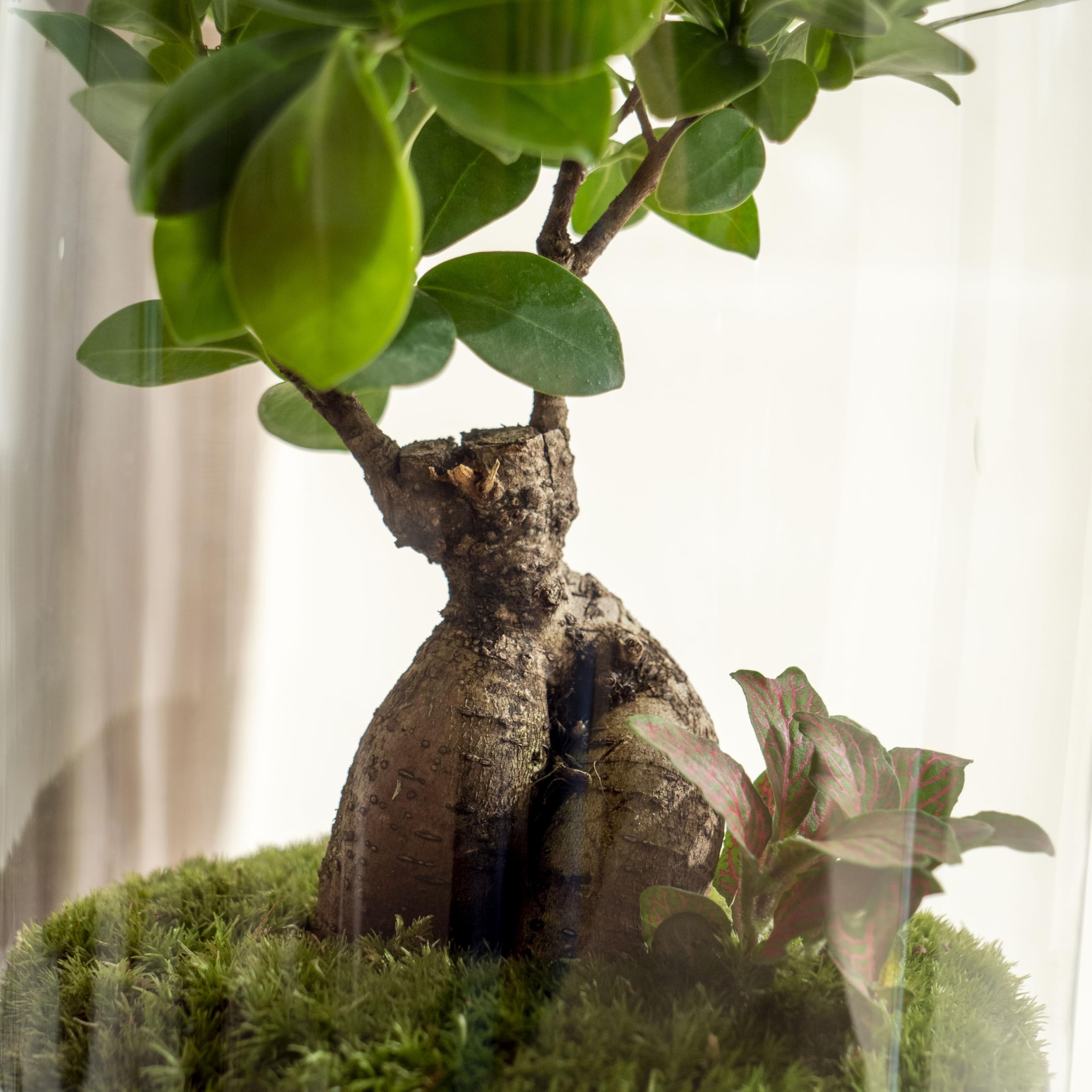 Terrario Plantas de Cristal | Recipiente con Ficus Ginseng y Fitonia | Jardín Eterno | Omotesando | Plantas Naturales | Ecosistema Natural | Jardín en un Bol | Regar una Vez al año | Natura Green