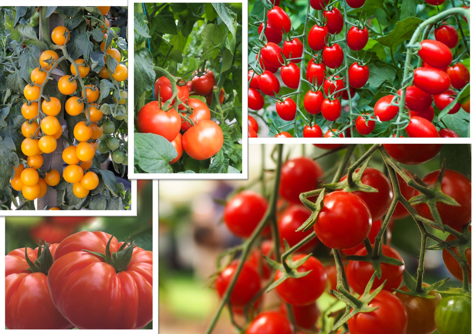 Mixed Pack Tomato Plug Plants Beef, Cherry, Mini Plum, Standard 'Grow Your Own' Vegetables from Our Premium Quality Plants (5 Plug Plants, Mixed Pack)