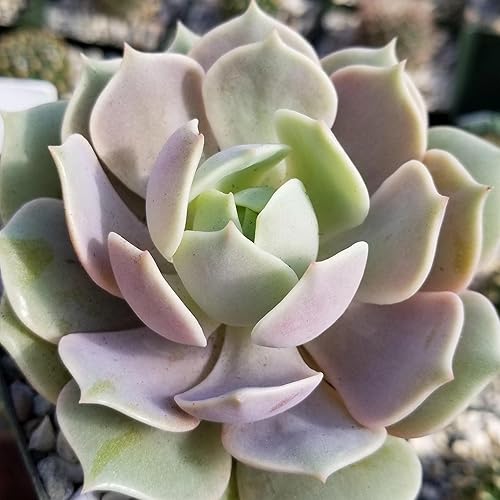 Miniatura 7 de Echeveria Lola Cactus Cactus Suculenta Real Planta Viva