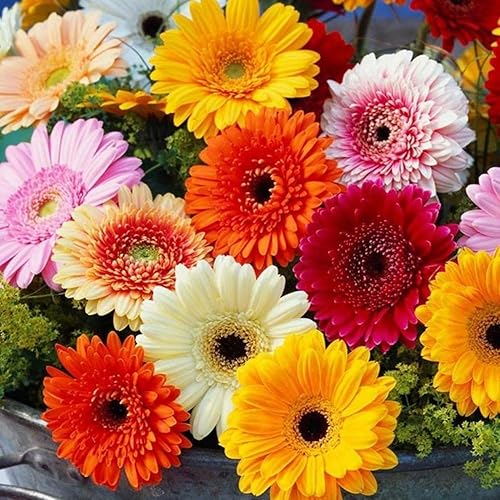 Miniatura 6 de Gerbera - Semillas de margaritas para plantar, más de 300 semillas mixtas de gerbera de margaritas sin OMG, semillas de jardín frescas de flores