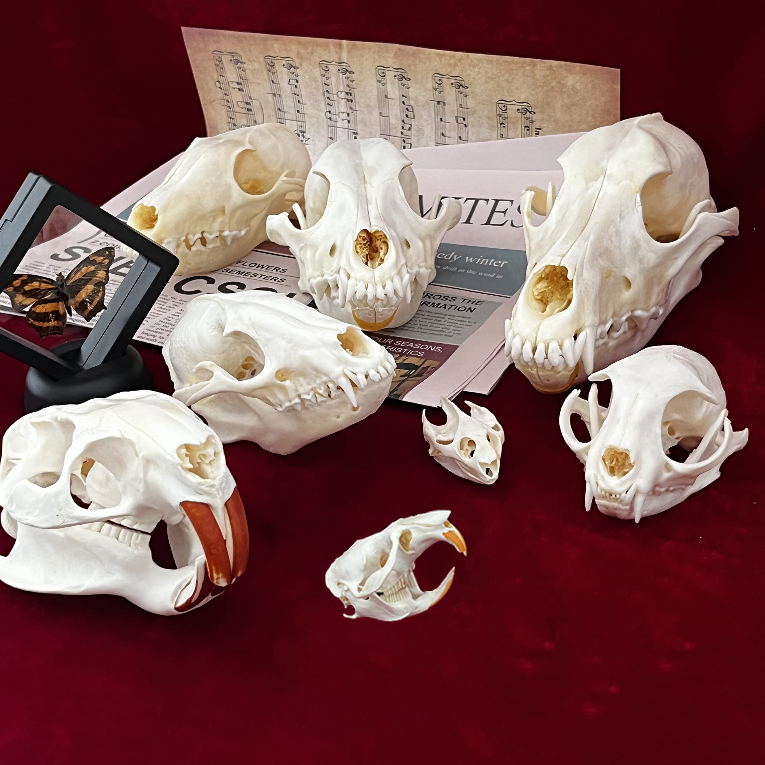 Amazon.com: ZCZC 7PCS Combination Real Animal Skull specimens of