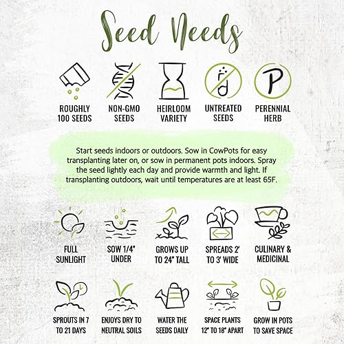 Miniatura 8 de Paquete de 100semillas Broad Leaved zacate Sage Salvia Officinalis non-gmo semillas por las necesidades de semillas