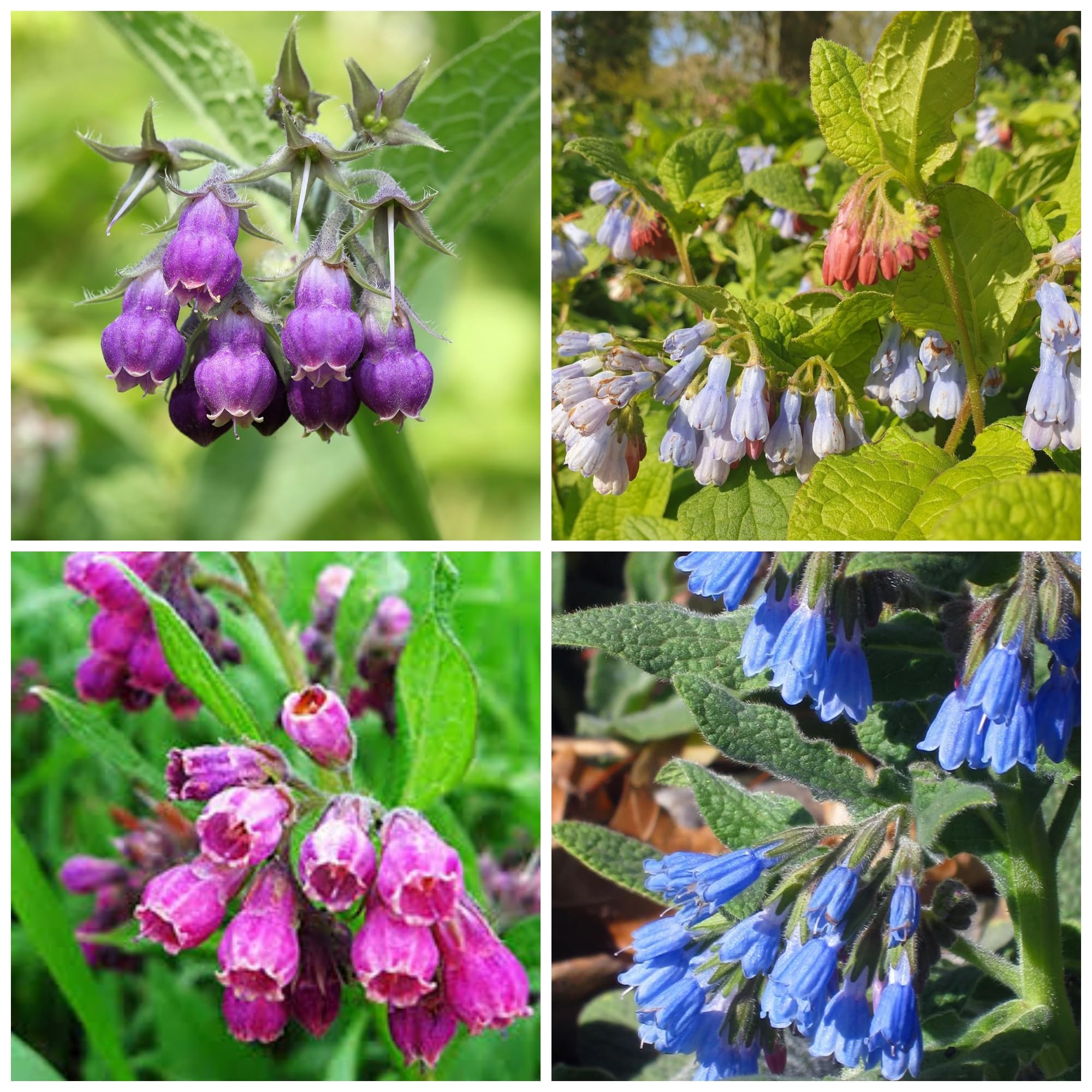 80 Symphytum Officinale Comfrey Seeds - Non-GMO Heirloom Fresh Garden Seeds