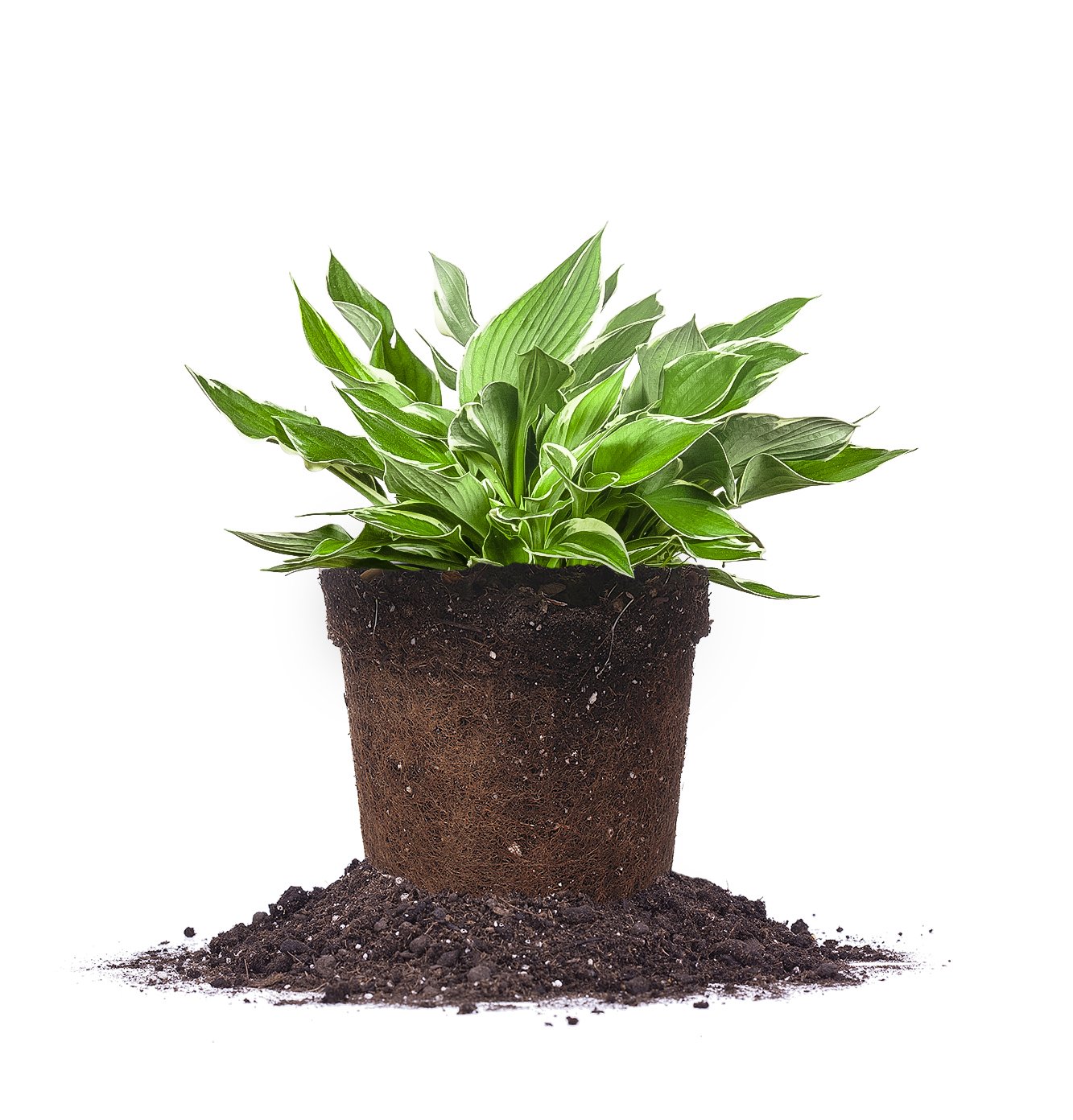 Francee Hosta 1 Gallon Live Plant