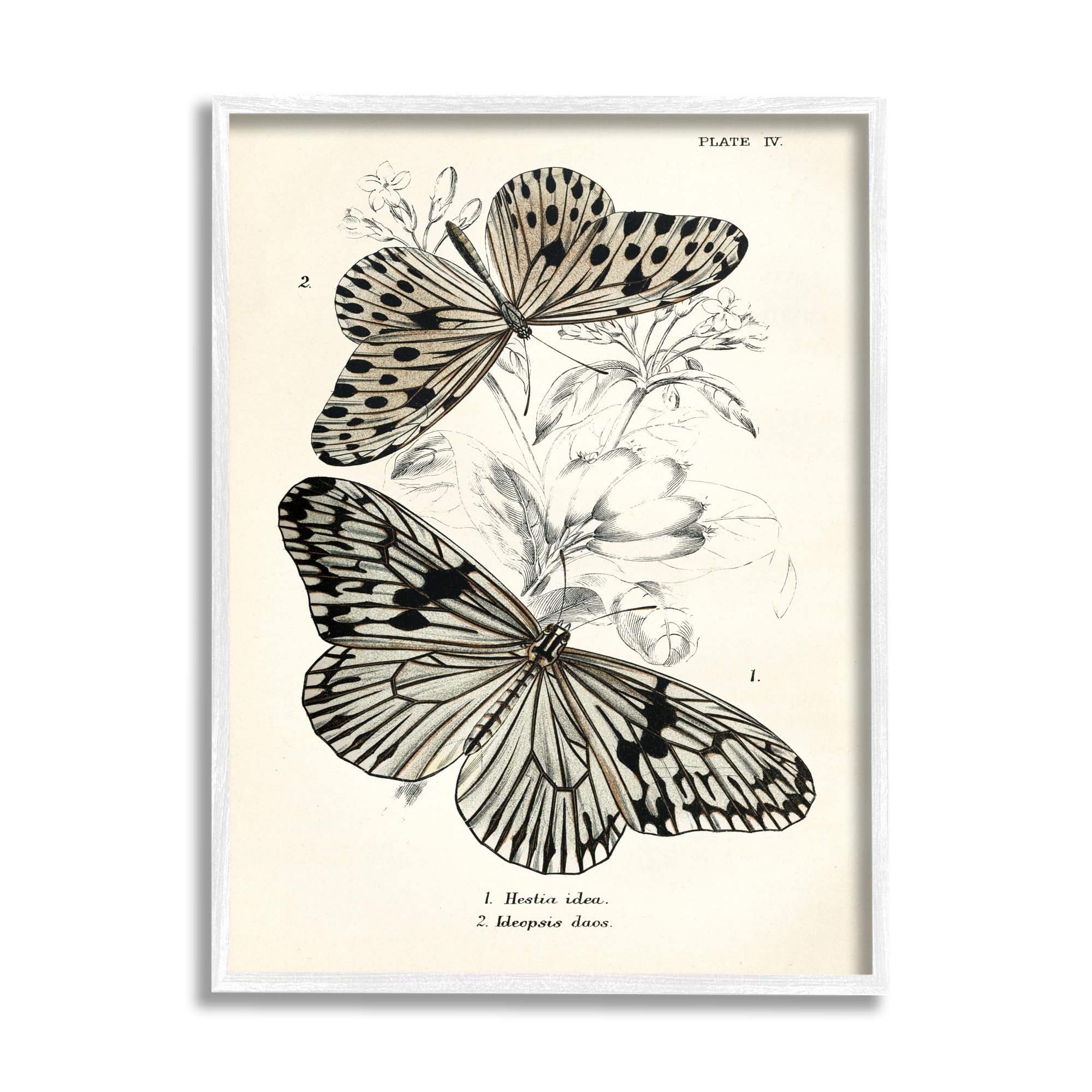 Stupell Industries Butterfly & Herb Studies Framed Giclee Art by Piddix