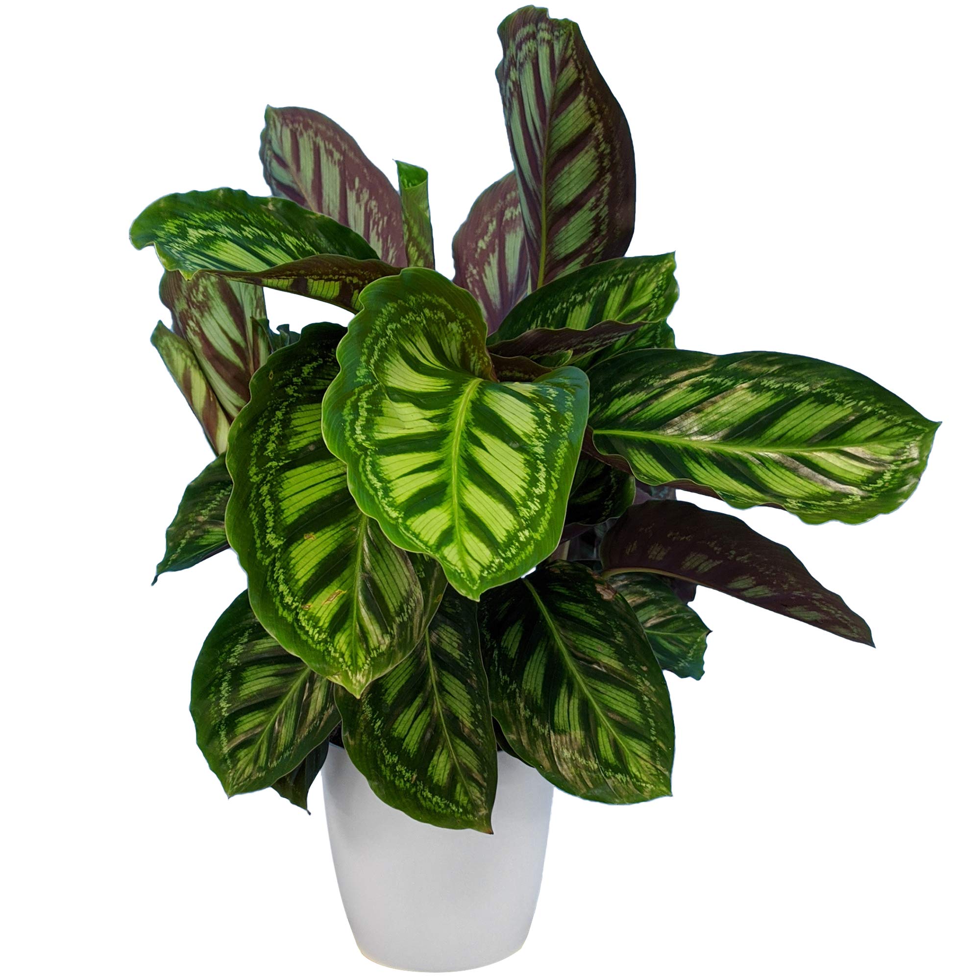 Calathea Flamestar Korbmarante Zimmerpflanze frs Zuhause oder das Bro  (30-40 cm inkl. Topf) : Amazon.de: Garten