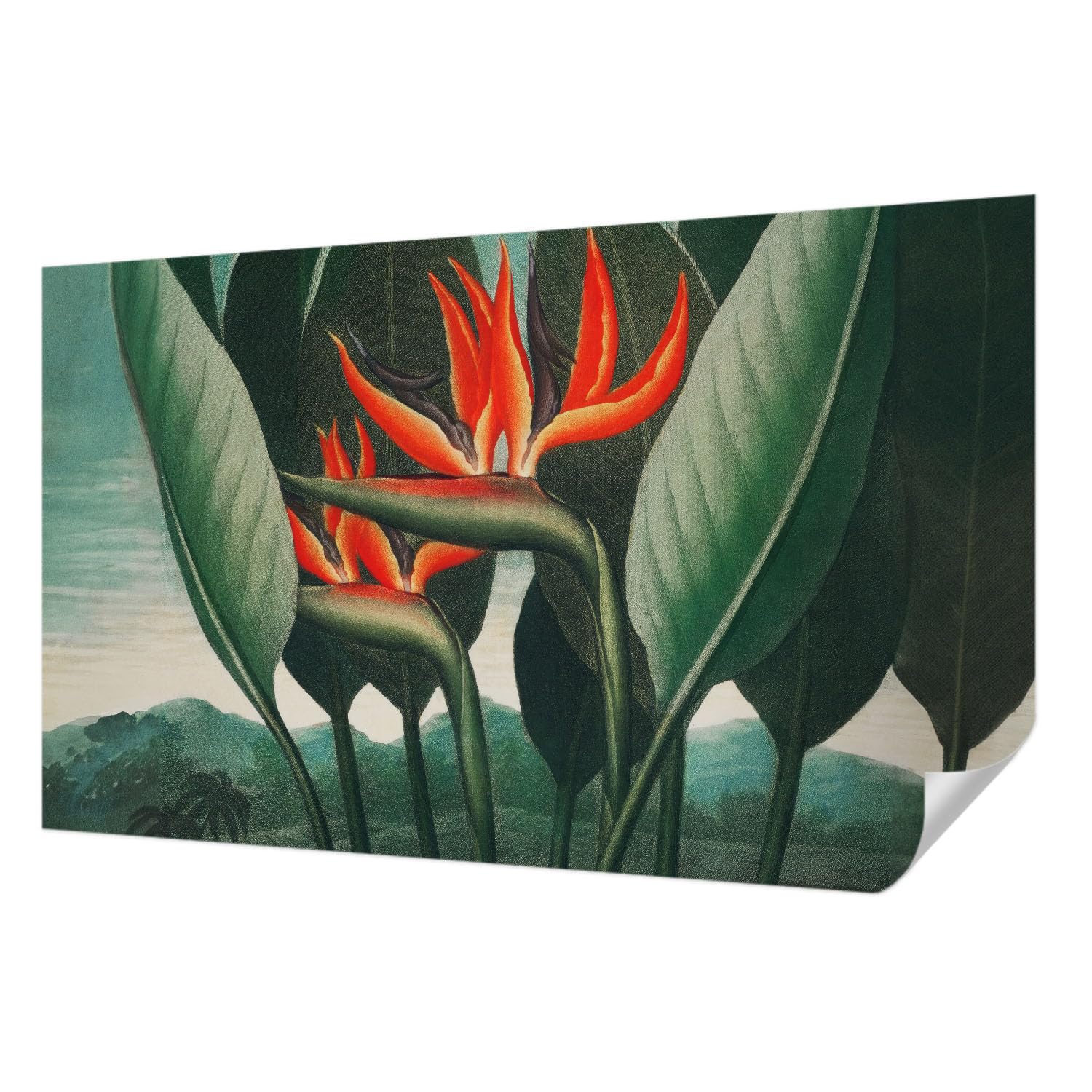 Papier peint autocollant fleurs exotiques 416x254 cm Tulup