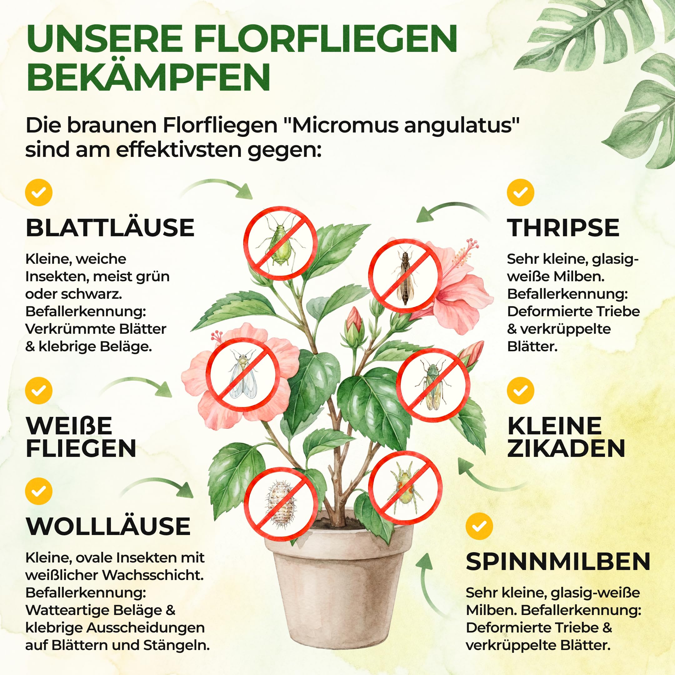 GREEN GUARDIA Braune Florfliegen (Micromus angulatus) 2X Röhrchen für ca. 4m² - Nützlinge gegen Blattläuse, Spinnmilben, Thripse & Weiße Fliegen