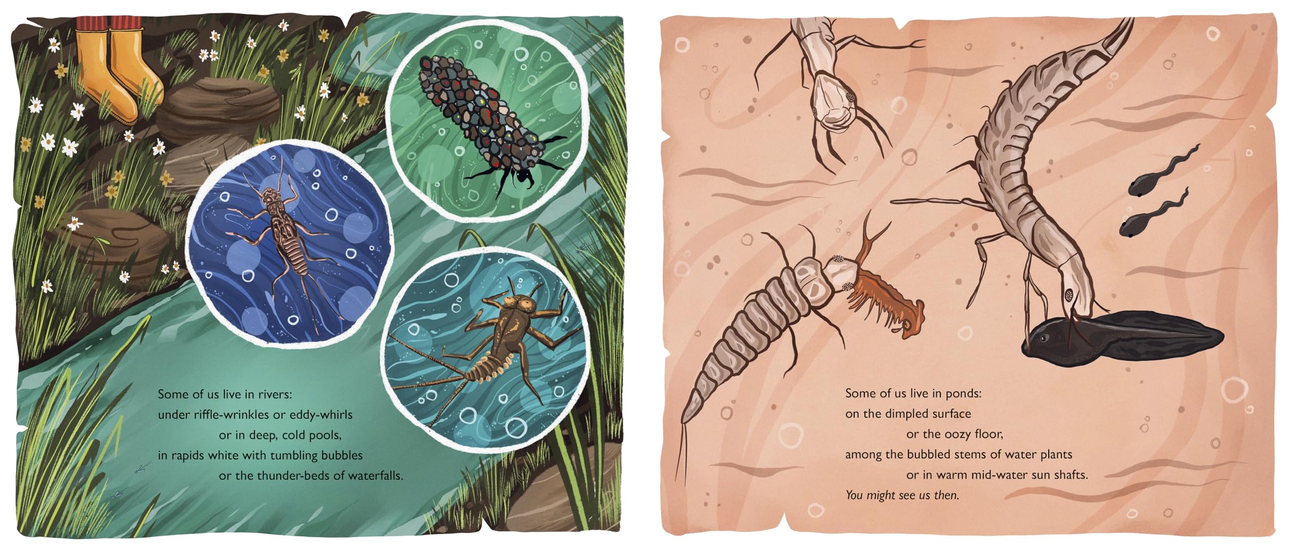 When You See Us: The Mysterious World of Aquatic Insects