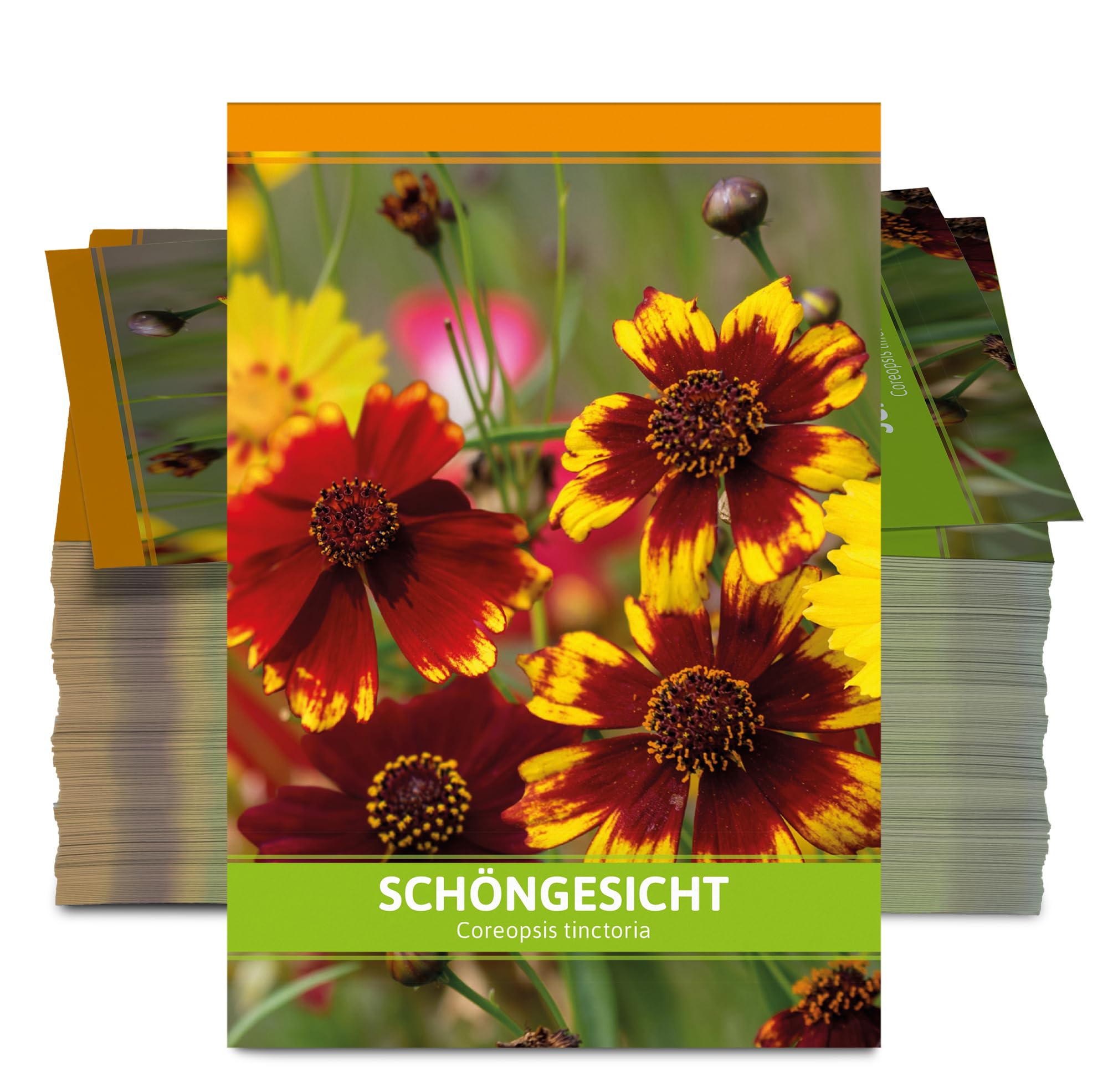FLORTUS Mädchenauge als Gastgeschenke (100 Stück) | Blumensamen als Dankeschön Geschenke, Mitgebsel & Werbegeschenke | Schöngesicht Blumen