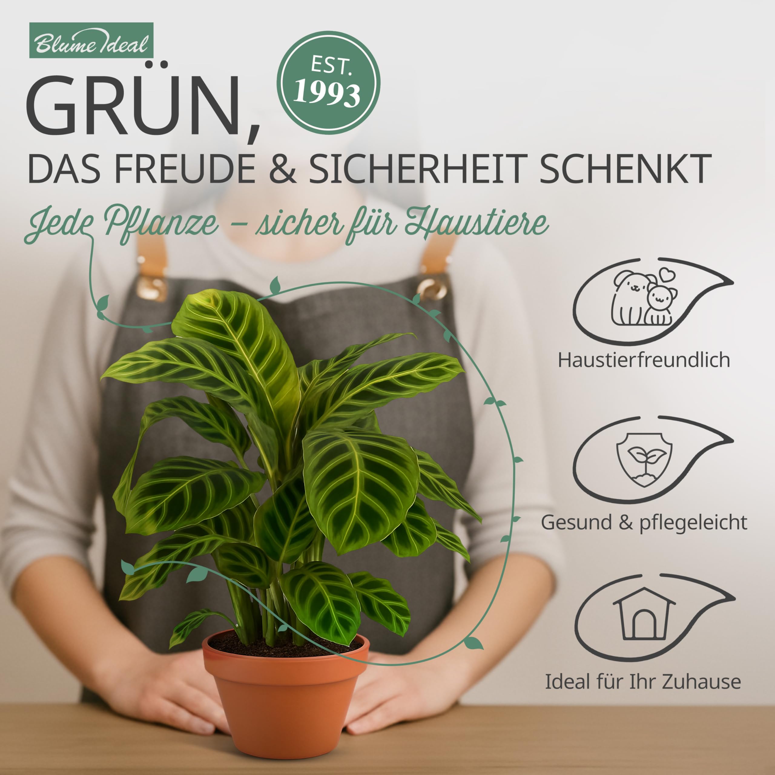“Tierfreund” Pflanzenset | 5er-Set | Pachira, Bergpalme, Musa, Calathea, Areca | ca. 30-60 cm | Ø 12-15 cm Topf | Ungiftige Zimmerpflanzen für Wohnung und Büro