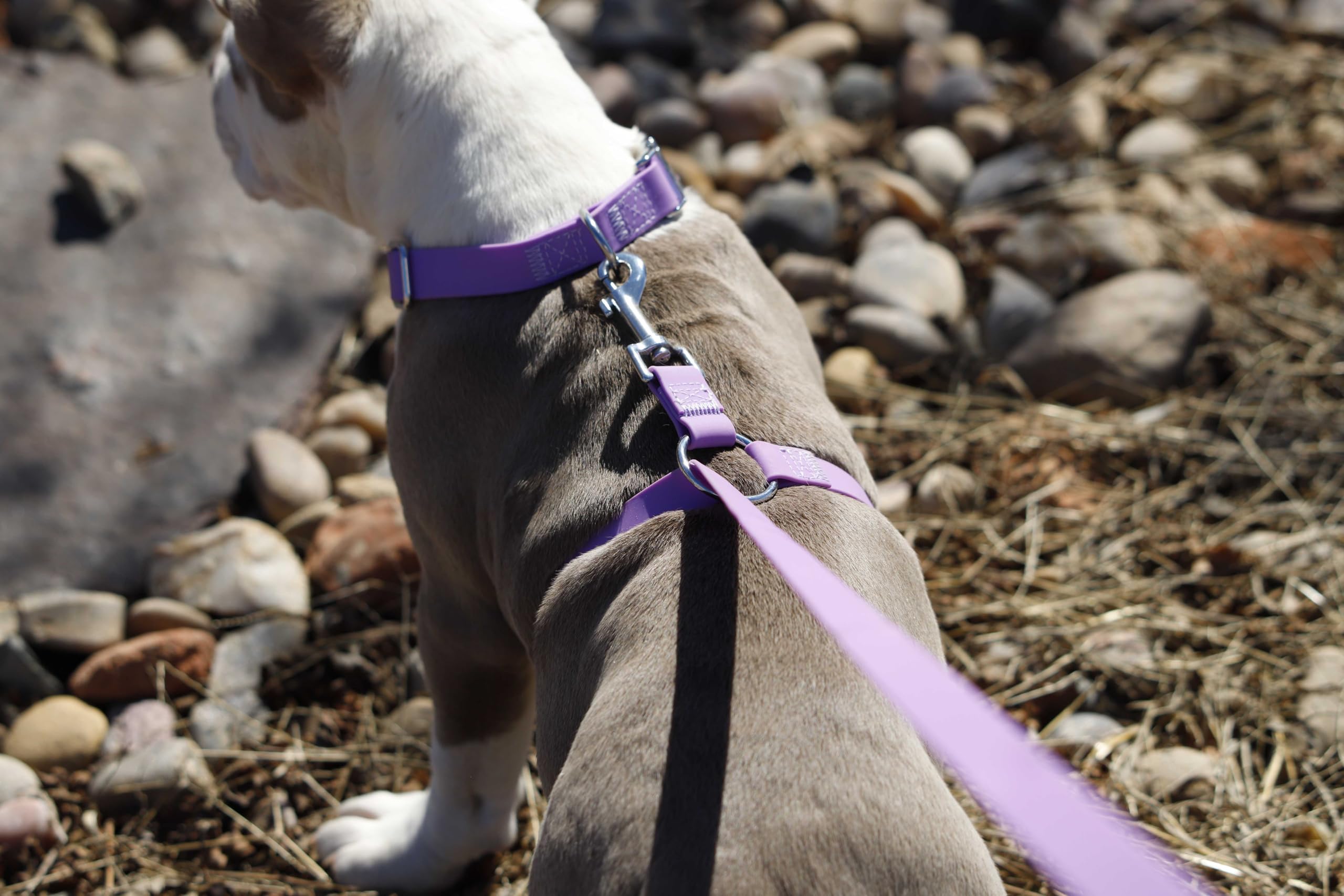 Pullnomore No-Pull Dog Leash and Matching Collar, Instantly Stop Your Dog from Pulling, Durable PVC Material, Multiple Colors and Sizes - image 5