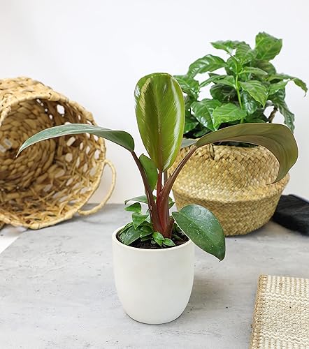 Miniatura 12 de Paquete variado de plantas de filodendro real (incluye 4 plantas vivas) en macetas de cultivo de 4.25 pulgadas, filodendros purificadores de aire