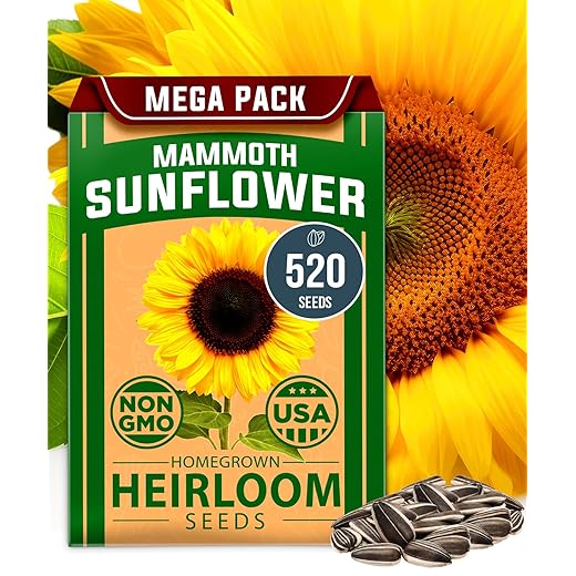 HOME GROWN Sunflower Seeds to Plant | 520+ Giant Mammoth Sunflower Seeds for Planting Bulk Packet | Heirloom, High Germination, Easy to Grow Jumbo Sun Flower for Home Garden(Helianthus annuus)