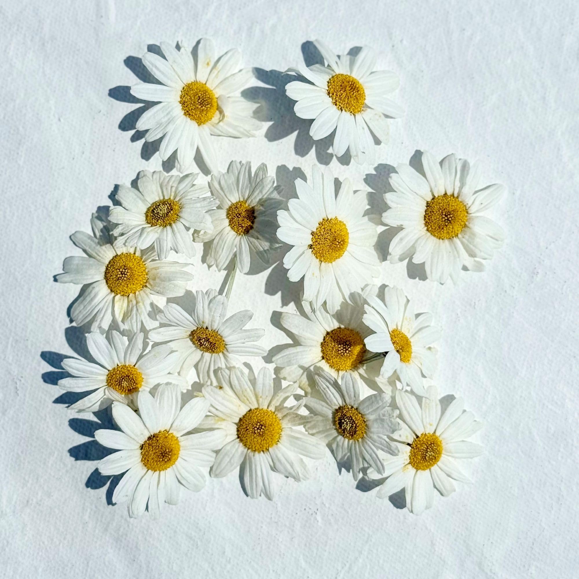 Edible Flowers - Freeze Dried White Daisy (Biden) - 20 Heads – Certified Food Grade (480)