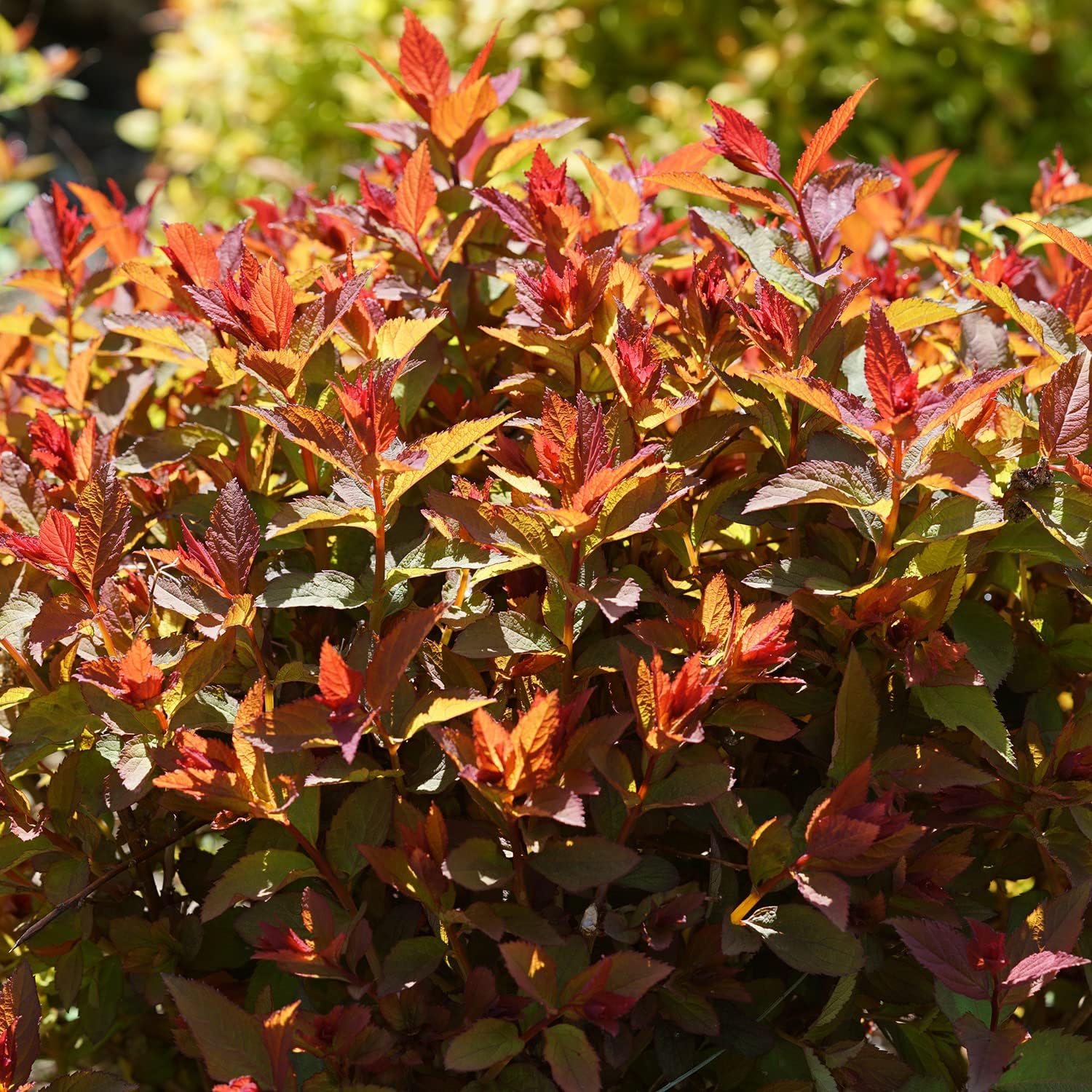 Blooming & Beautiful - Double Play Doozie Spirea - 3 Gal - Proven Winners - Deciduous Shrub - Purple-Pinkish Blooms - Red Foliage - Spring-Fall - Zones 3-8 - Spirea Double Play Doozie - 3 Gallon Pot