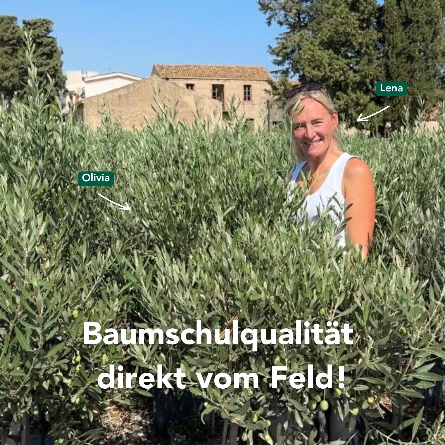 Bloomify Olivenbaum "Olivia" | 80 bis 110 cm groes, mehrjhriges  Olivenbaum-Stmmchen | geschtzt winterharte und pflegeleichte  Oliven-Pflanze fr Terasse oder Balkon | sehr ertragreich : Amazon.de:  Garten