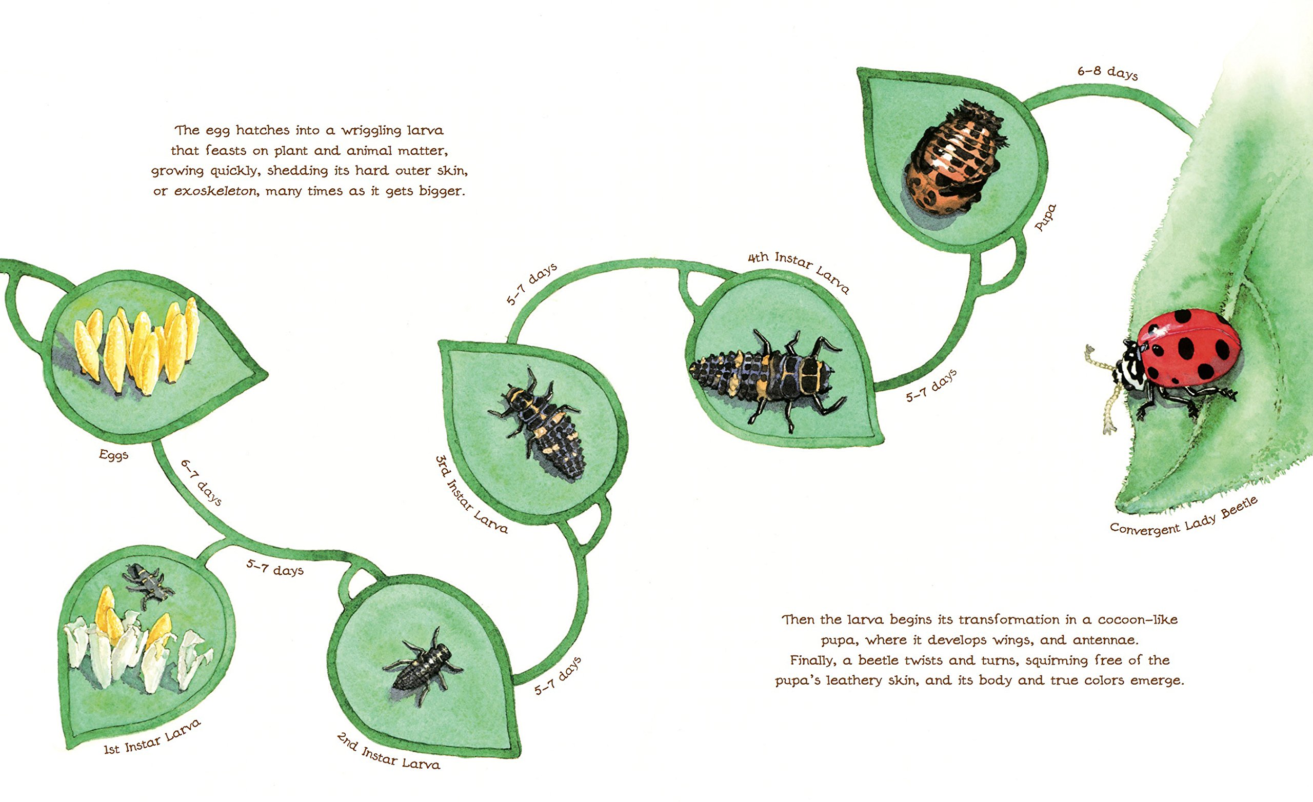 A Beetle Is Shy (Sylvia Long) - Image 5