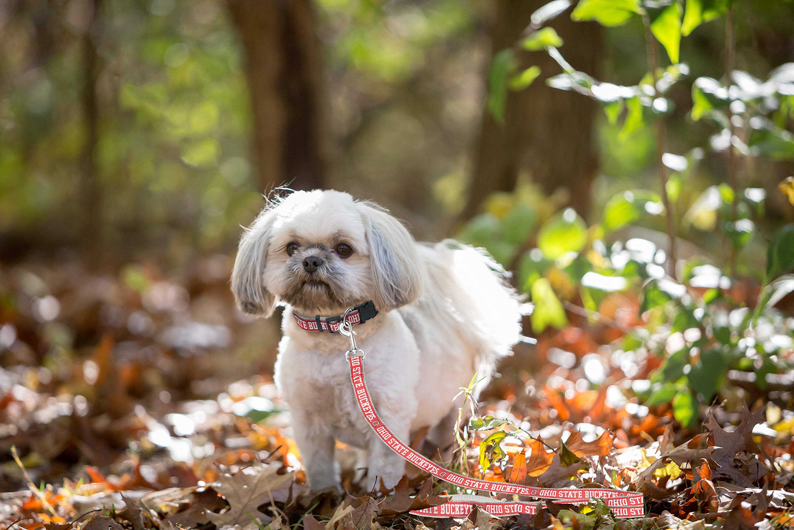 Mirage Ohio State Buckeyes Correa para Perros y Gatos
