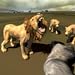 Africa Wild